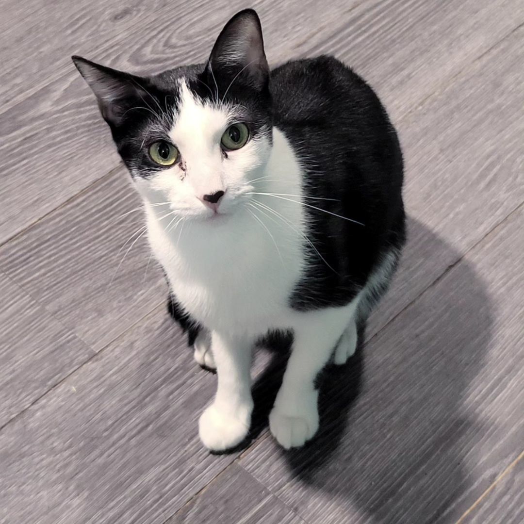 Angel, a Adoptable Domestic Short Hair in Chicago, IL image 1/2