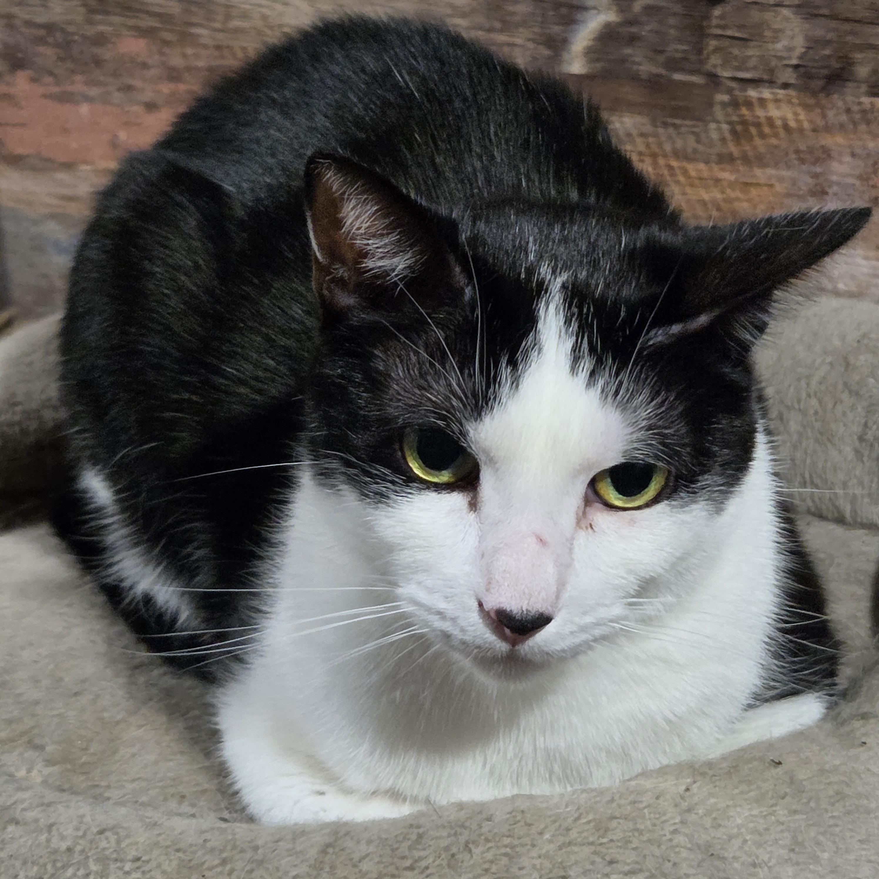 Enlarge Angel, a Adoptable Domestic Short Hair in Chicago, IL image 2/6