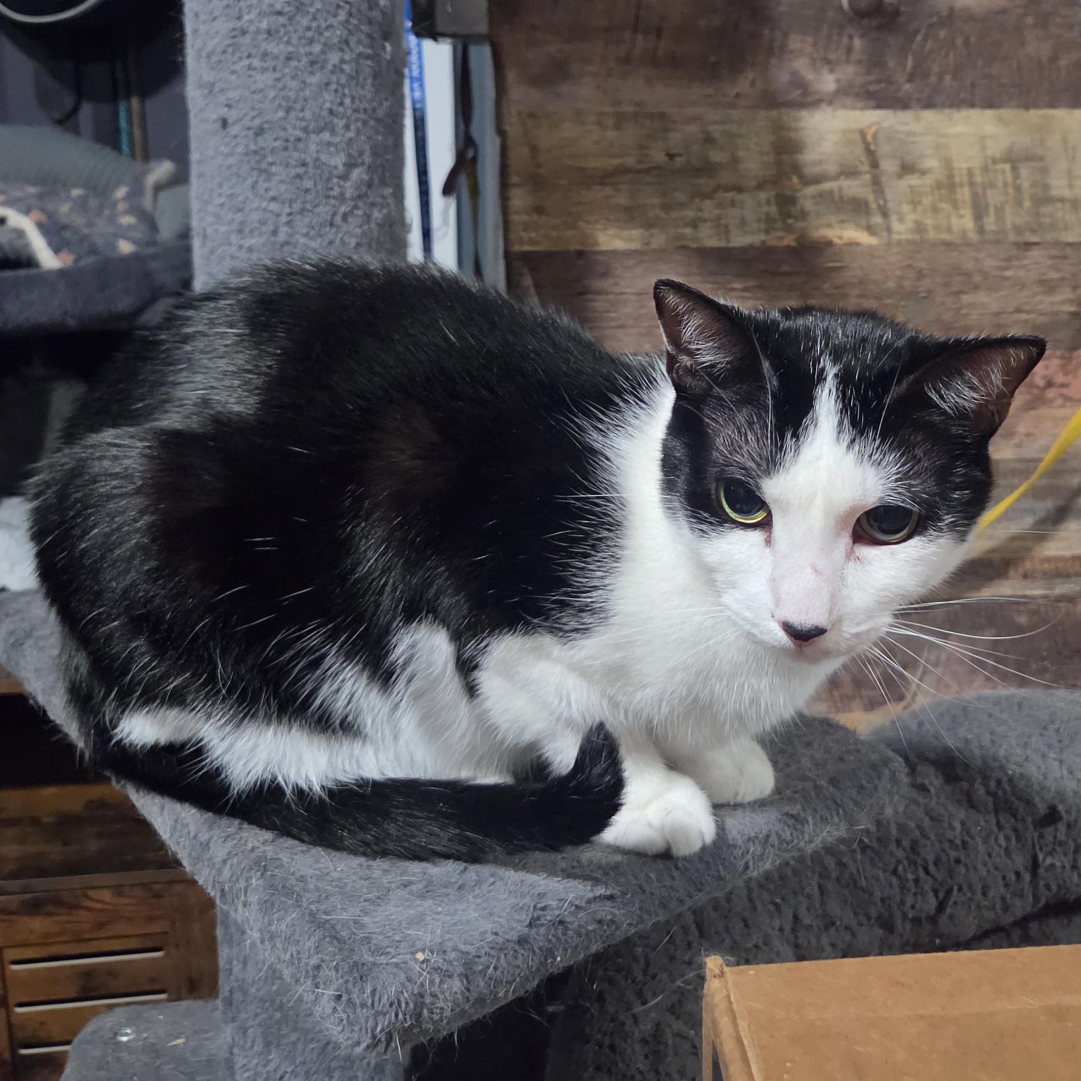 Enlarge Angel, a Adoptable Domestic Short Hair in Chicago, IL image 5/6