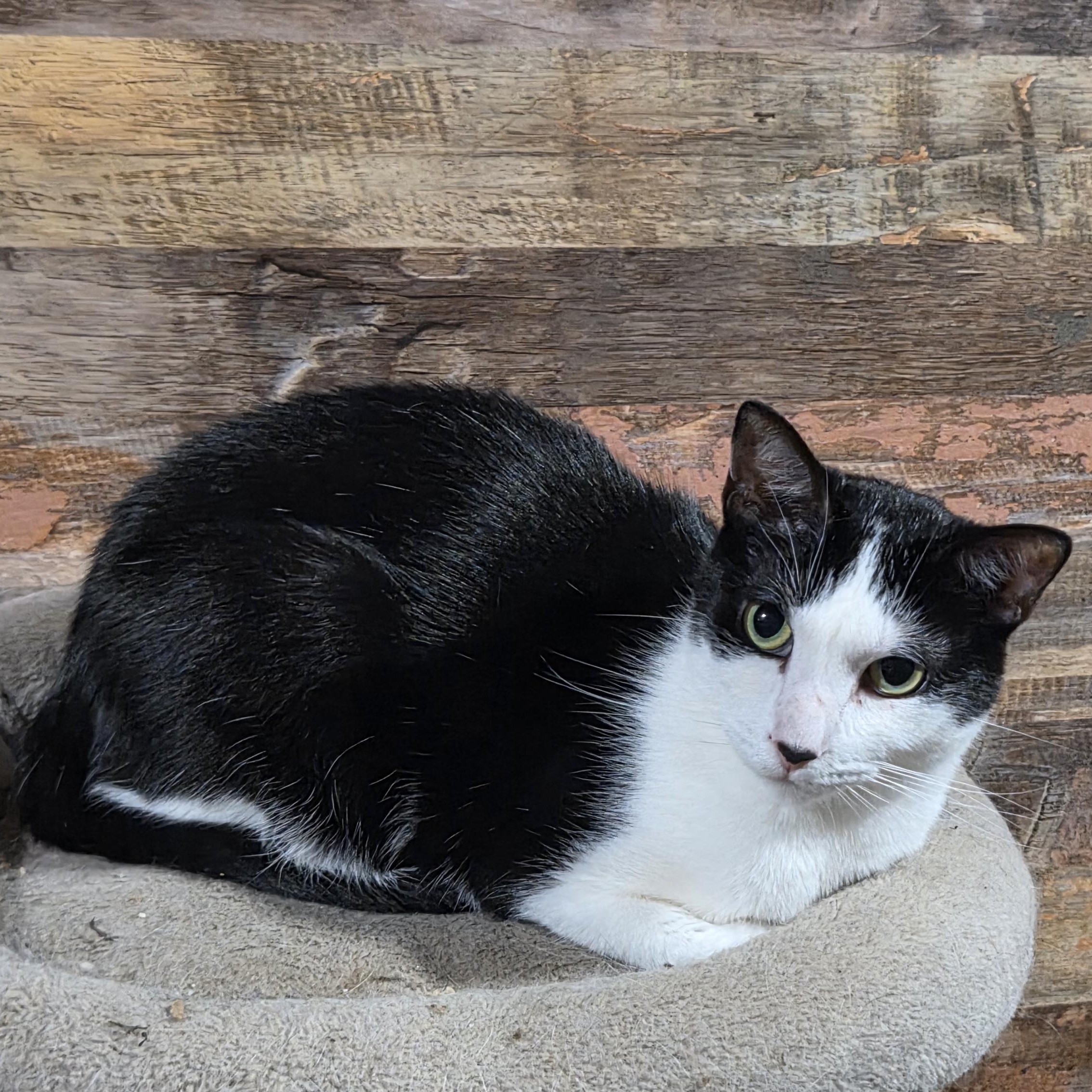 Enlarge Angel, a Adoptable Domestic Short Hair in Chicago, IL image 3/6