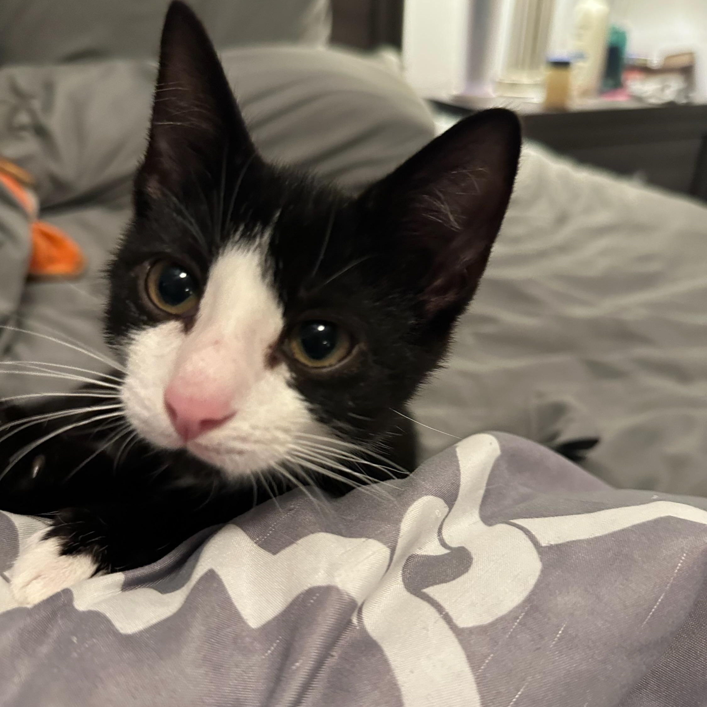 Jafar, Adopted, Kitten Male Domestic Short Hair.