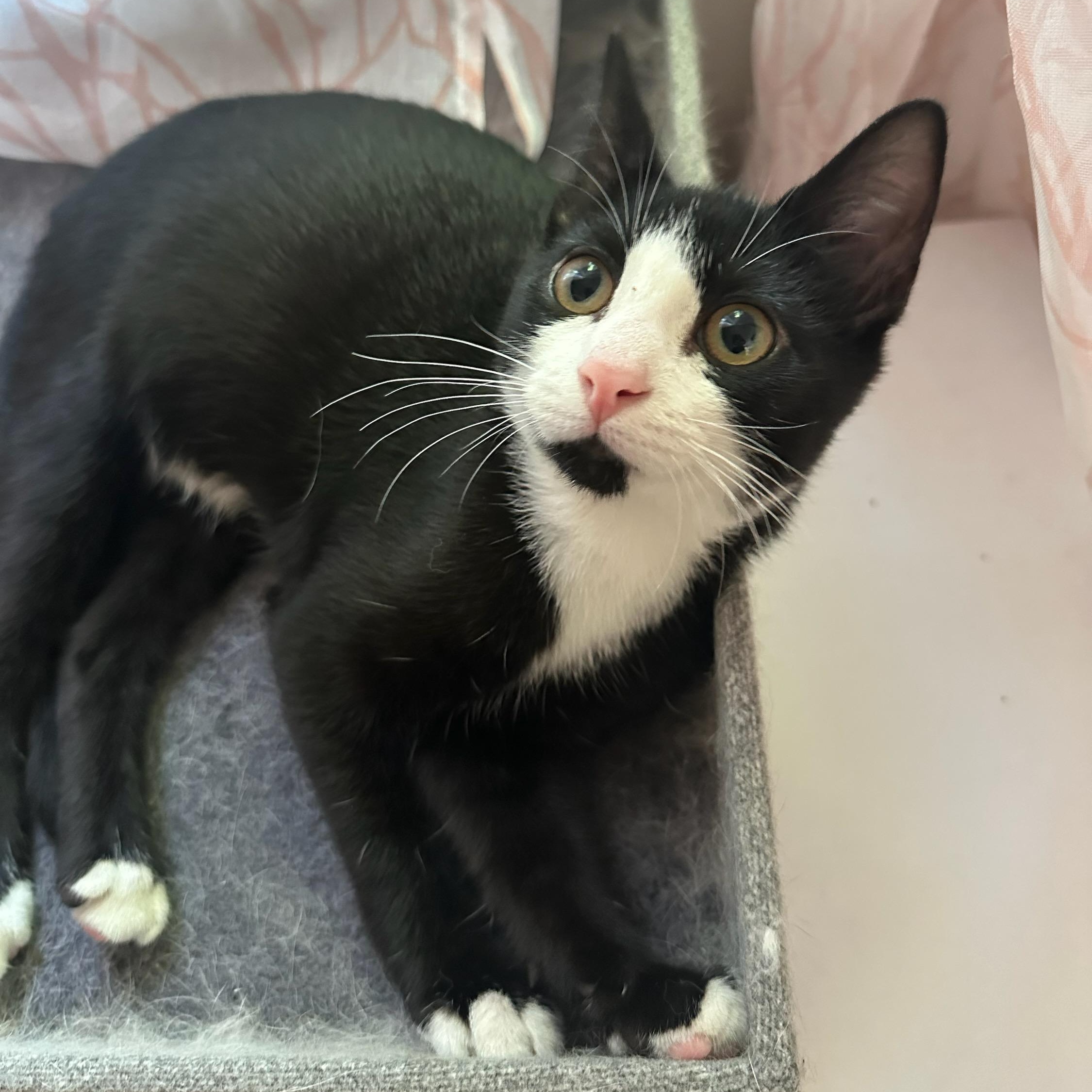 Enlarge Jafar, a Adopted mixed breed in South Park, PA image 2/4