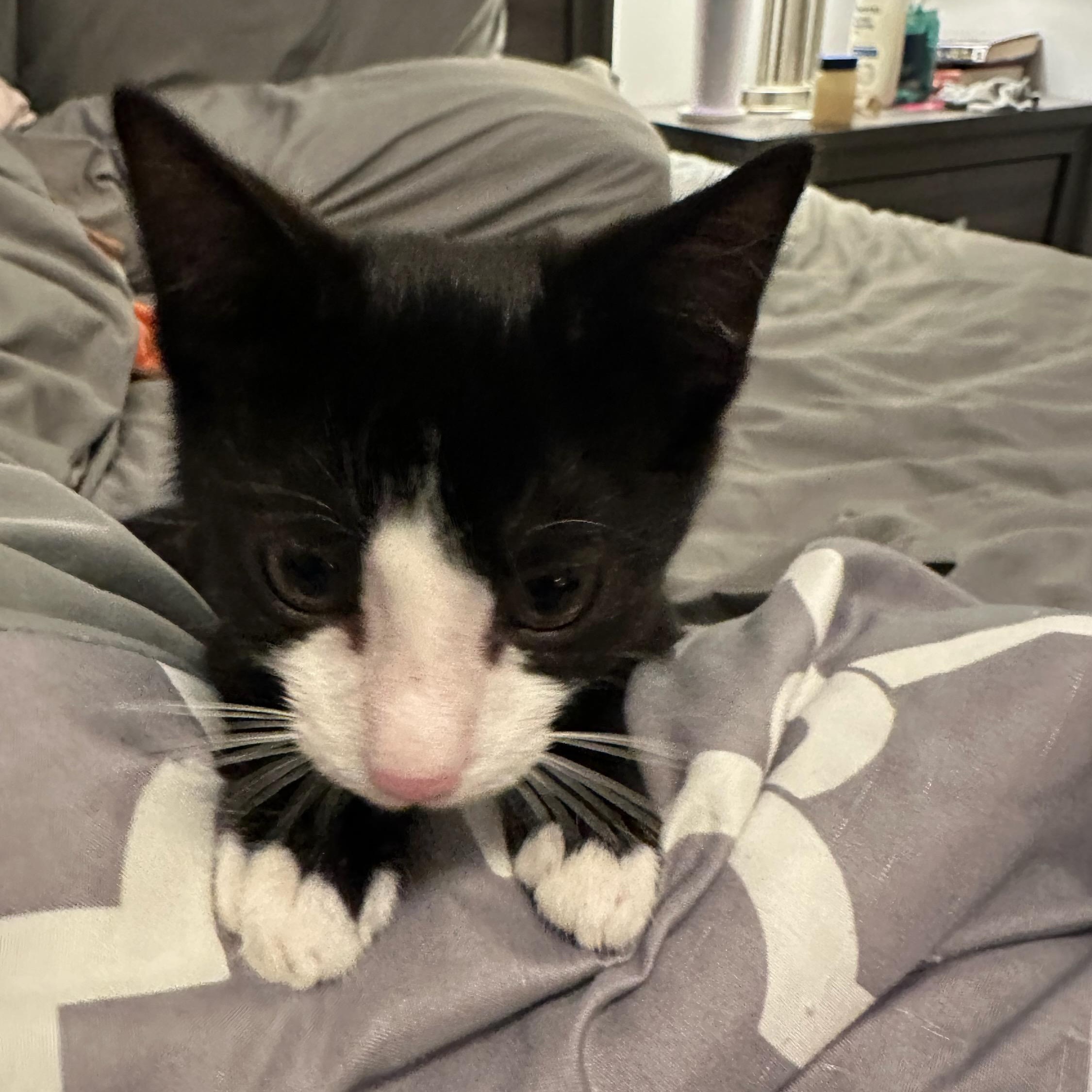 Enlarge Jafar, a Adopted mixed breed in South Park, PA image 4/4