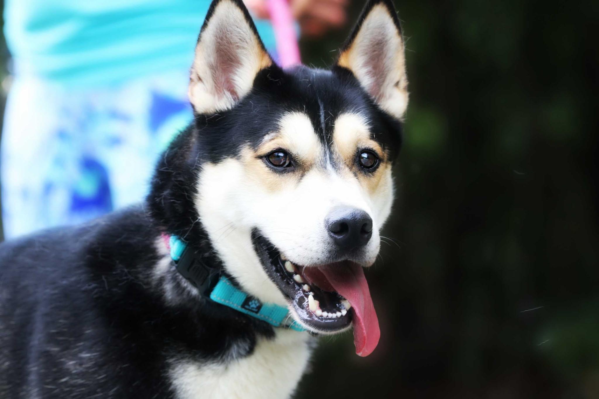 Apollo, Adoptable, Young Male Siberian Husky.