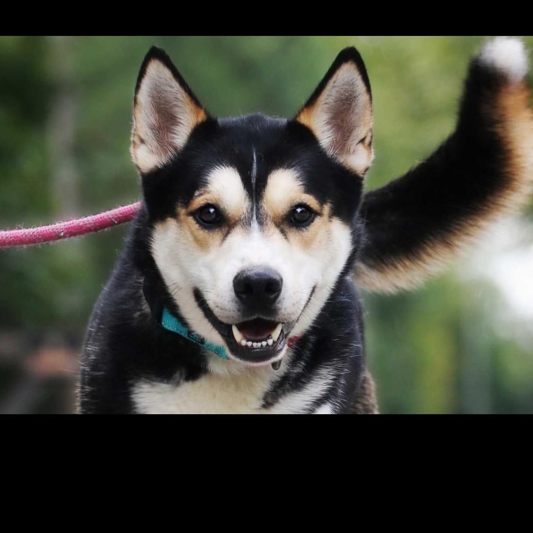 Enlarge Apollo, a Adoptable Siberian Husky in York, PA image 2/3