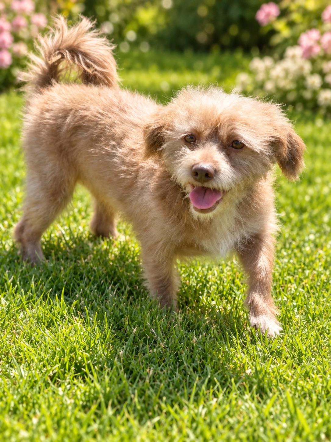 Enlarge Marley, a Adoptable Terrier in Capistrano Beach, CA image 2/3