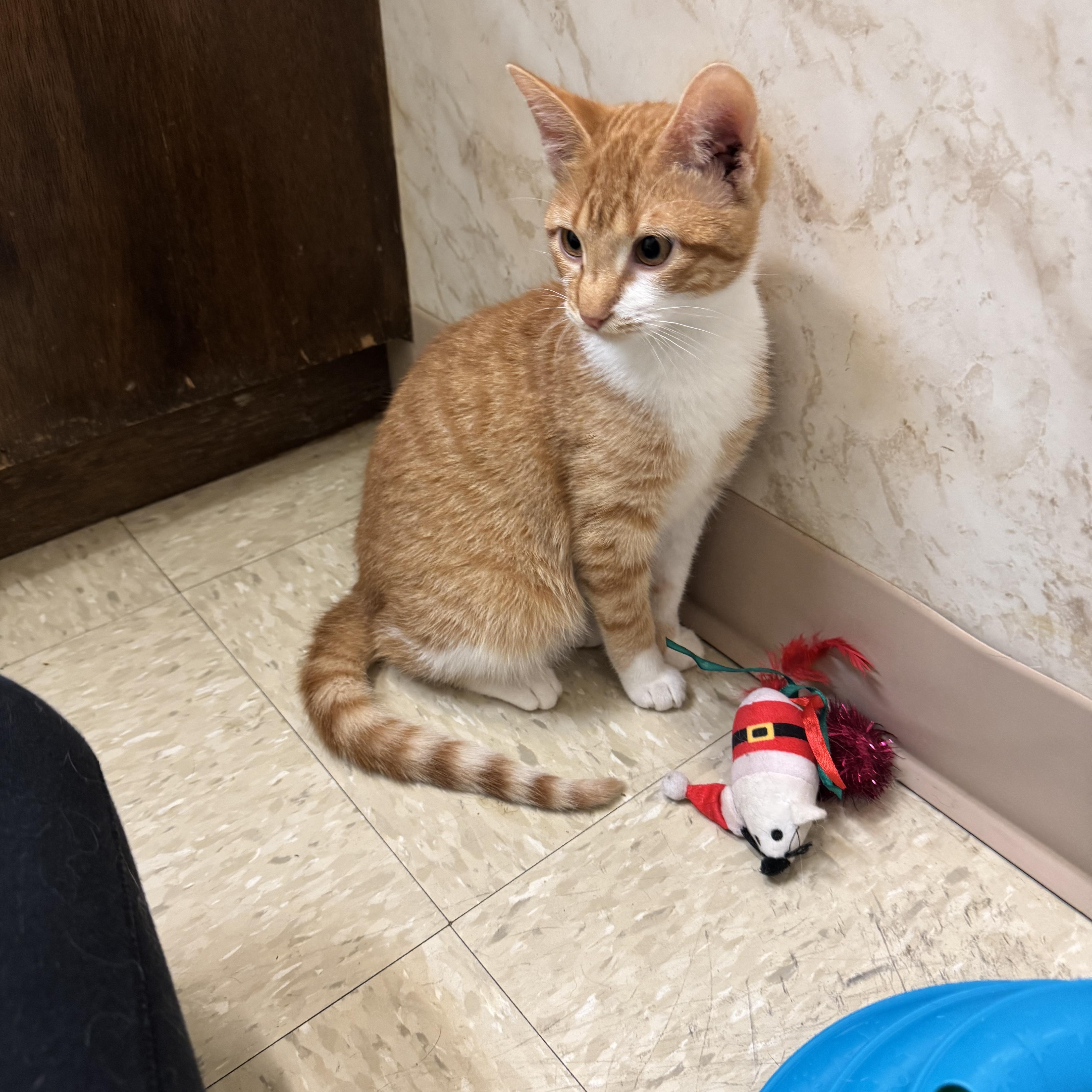 Enlarge Blaze , a Adoptable Domestic Short Hair in Seminole, OK image 2/3