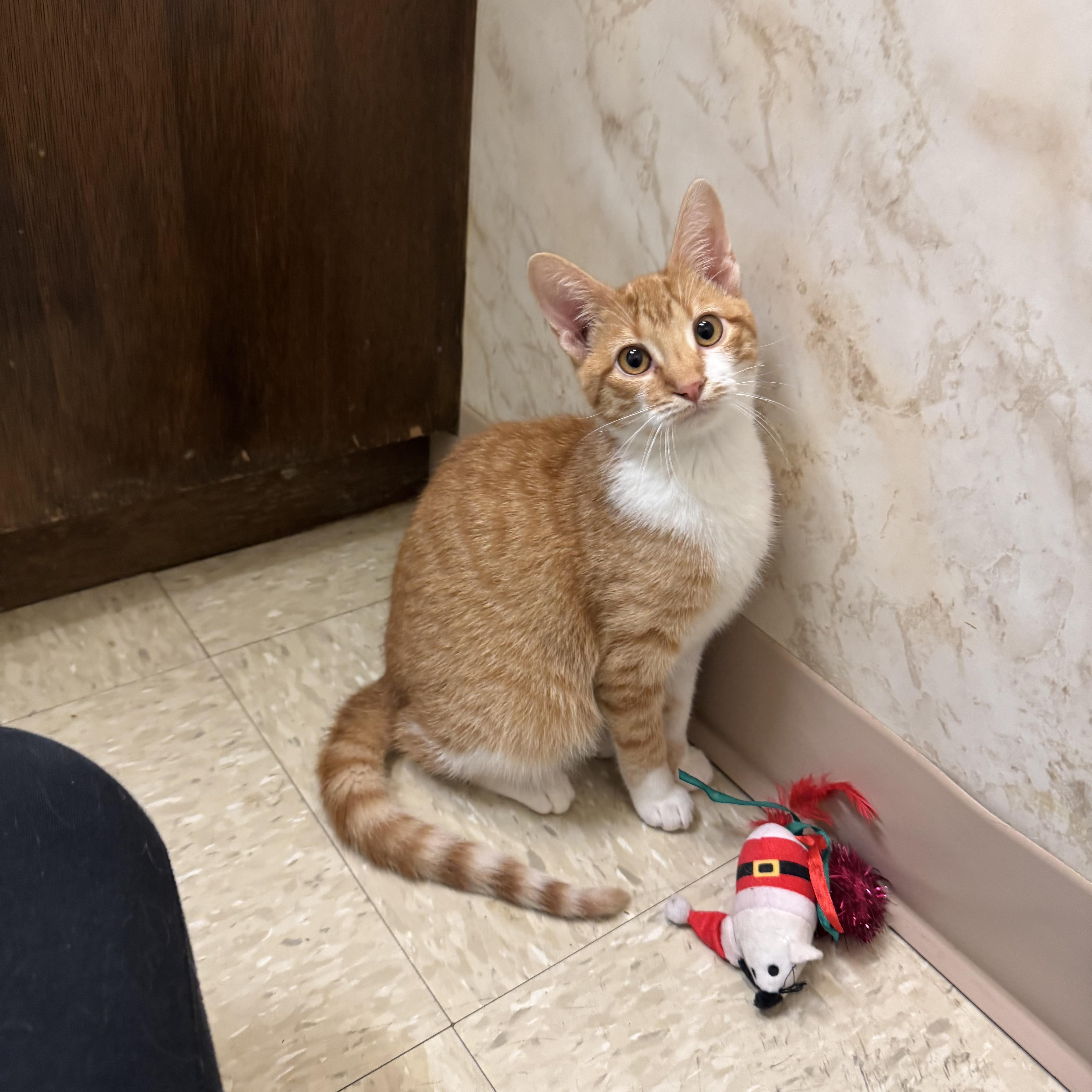 Blaze , Adoptable, Young Female Domestic Short Hair.