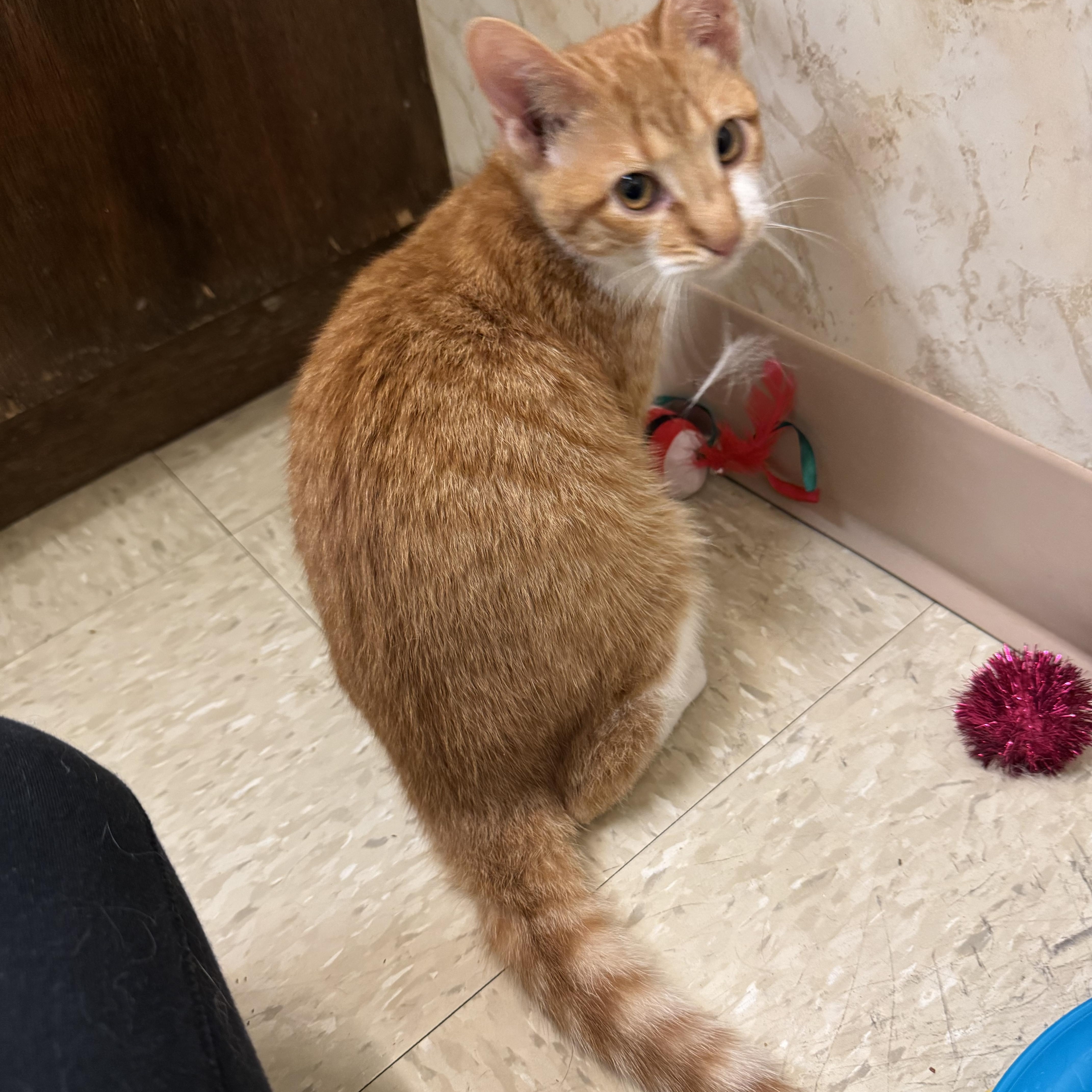 Enlarge Blaze , a Adoptable Domestic Short Hair in Seminole, OK image 3/3