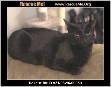 Enlarge Chase, a Adoptable Domestic Short Hair in White Plains, MD image 1/4