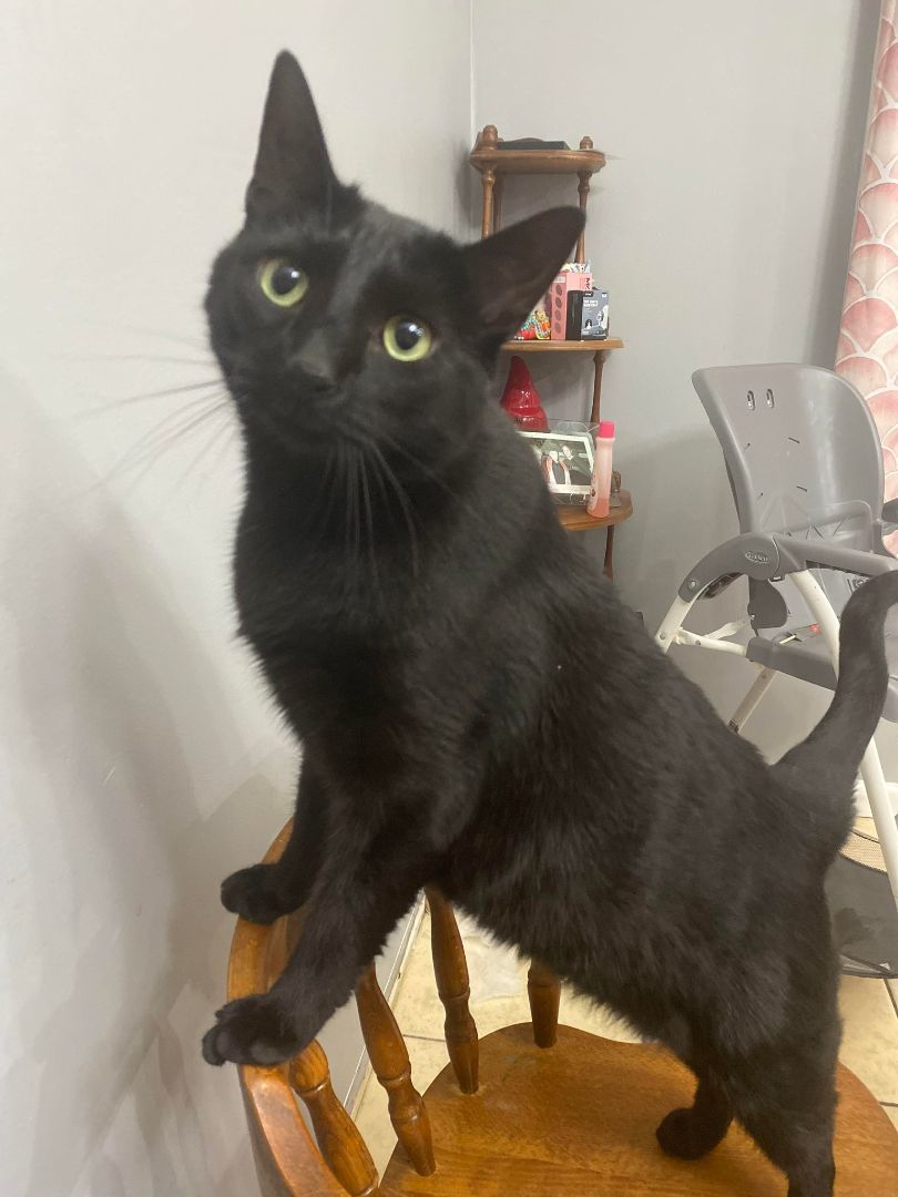 Enlarge Chase, a Adoptable Domestic Short Hair in White Plains, MD image 2/4