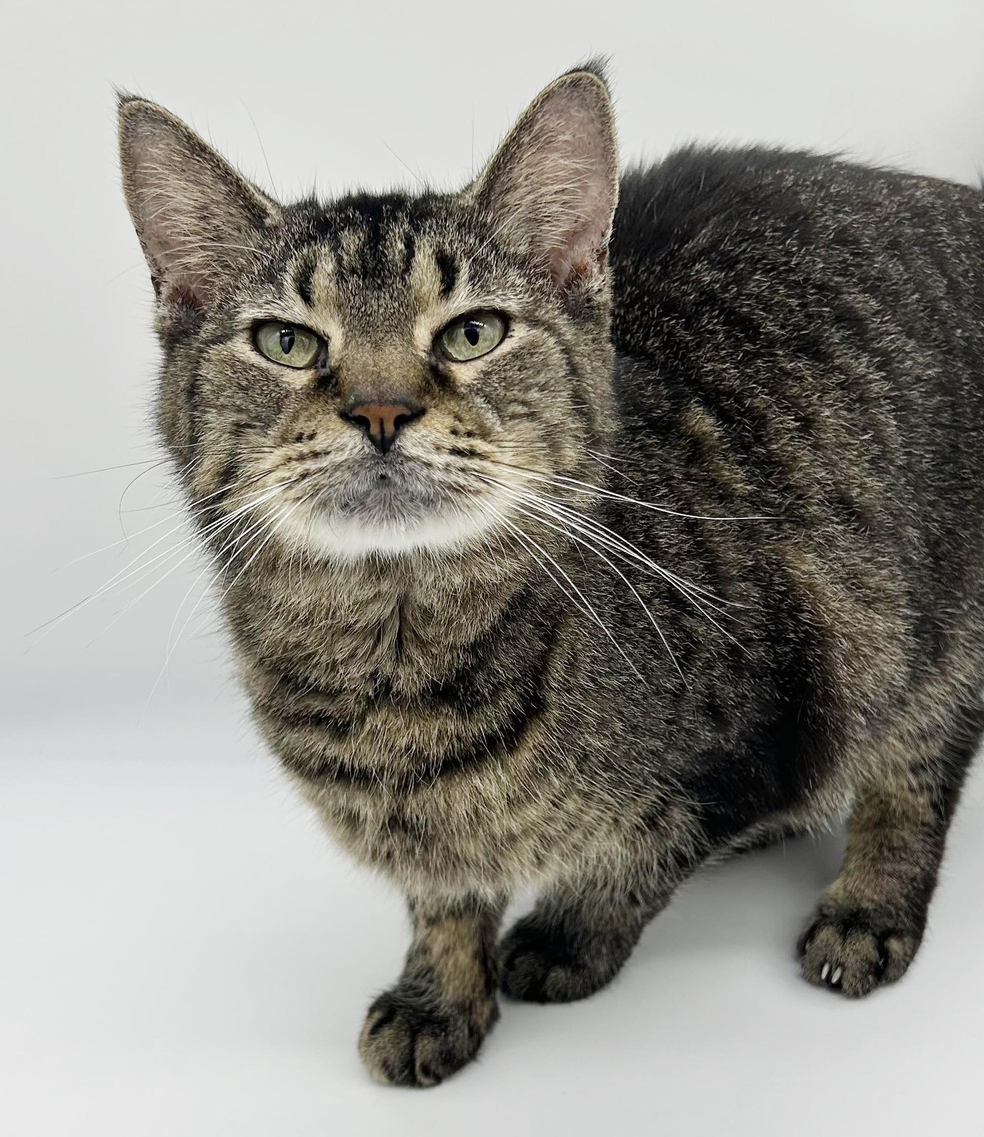 Enlarge Geoffrey is beyond adorable!  One of our BEST THERAPY LOVER BOYS!!  Video!!, a ADOPTABLE Tabby in Bedford Hills, NY image 4/6