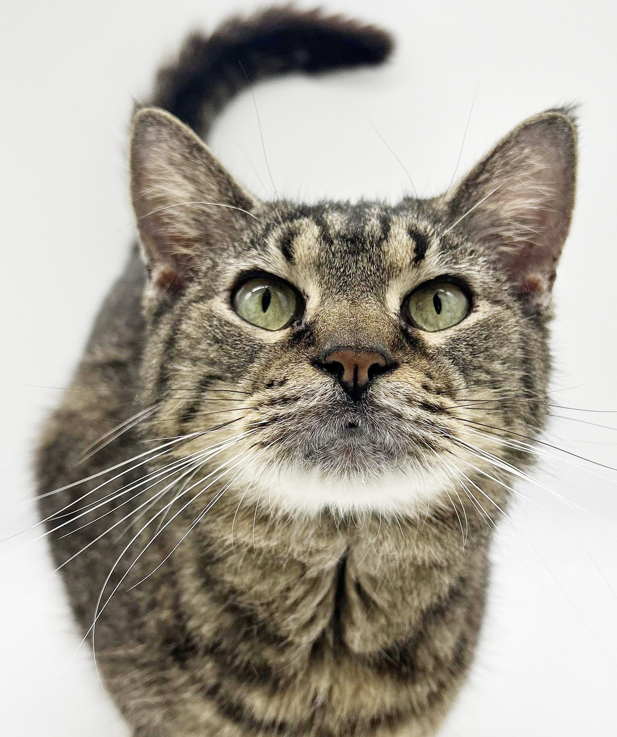 Enlarge Geoffrey is beyond adorable!  One of our BEST THERAPY LOVER BOYS!!  Video!!, a ADOPTABLE Tabby in Bedford Hills, NY image 1/6