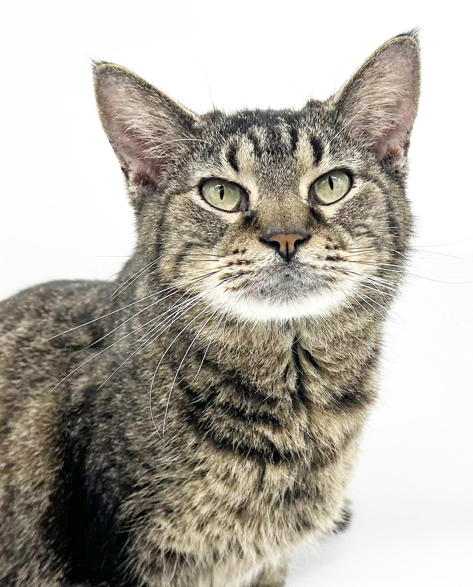 Enlarge Geoffrey is beyond adorable!  One of our BEST THERAPY LOVER BOYS!!  Video!!, a ADOPTABLE Tabby in Bedford Hills, NY image 3/6