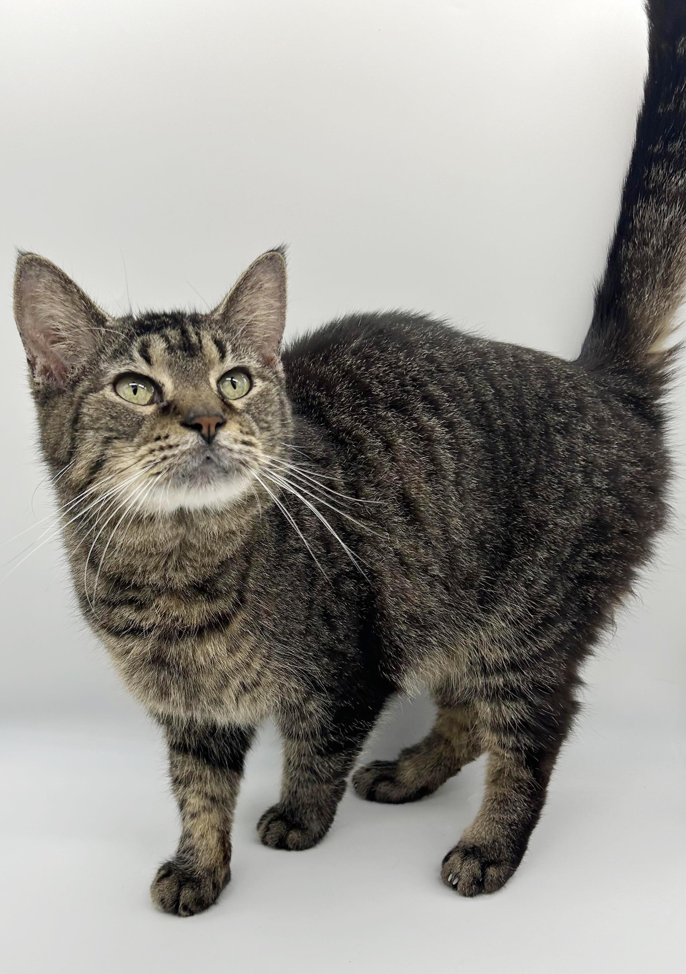 Enlarge Geoffrey is beyond adorable!  One of our BEST THERAPY LOVER BOYS!!  Video!!, a ADOPTABLE Tabby in Bedford Hills, NY image 6/6