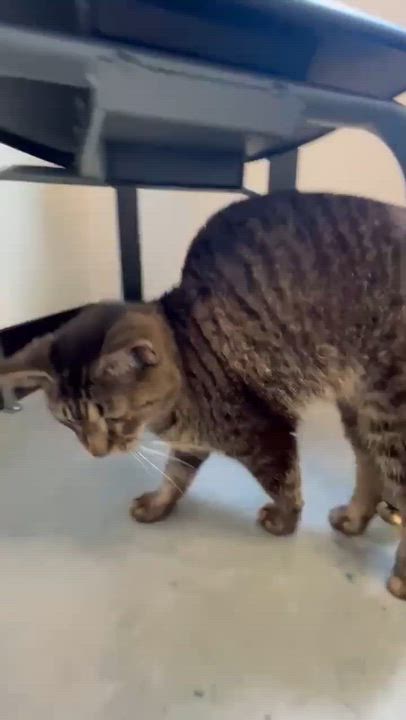 Enlarge Geoffrey is beyond adorable!  One of our BEST THERAPY LOVER BOYS!!  Video!!, a ADOPTABLE Tabby in Bedford Hills, NY video 2/6