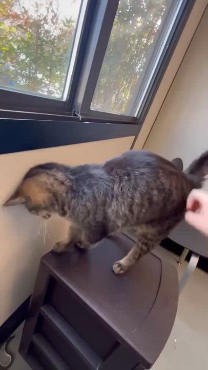 Enlarge Geoffrey is beyond adorable!  One of our BEST THERAPY LOVER BOYS!!  Video!!, a ADOPTABLE Tabby in Bedford Hills, NY video 5/6