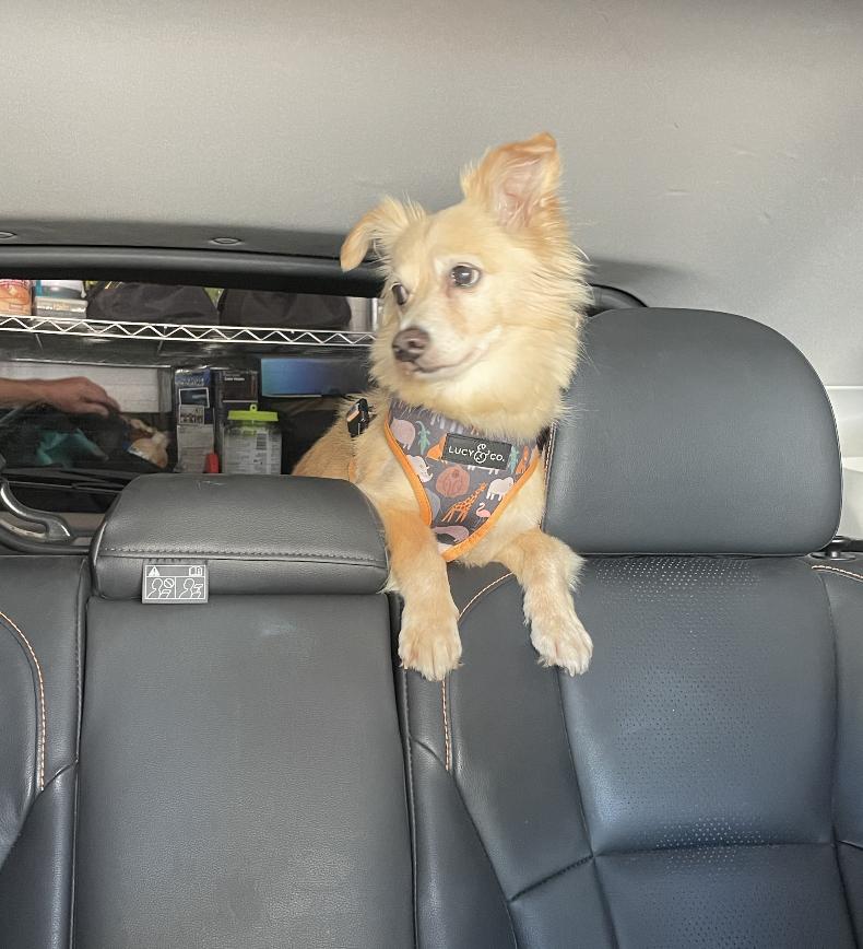 Morty, a Adoptable mixed breed in Los Angeles, CA image 4/5