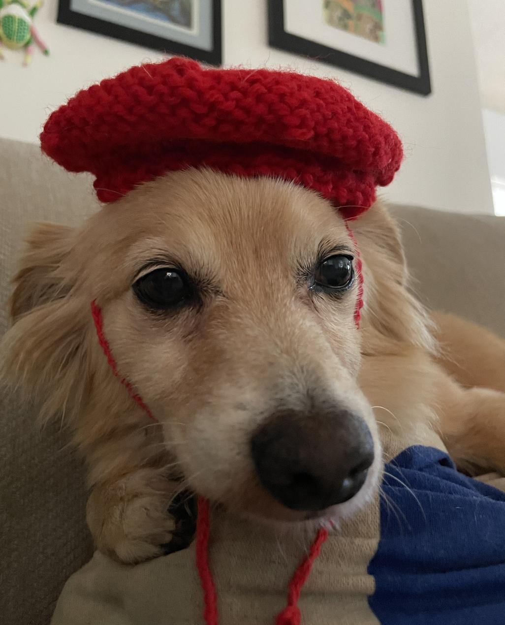 Morty, a Adoptable mixed breed in Los Angeles, CA image 3/5