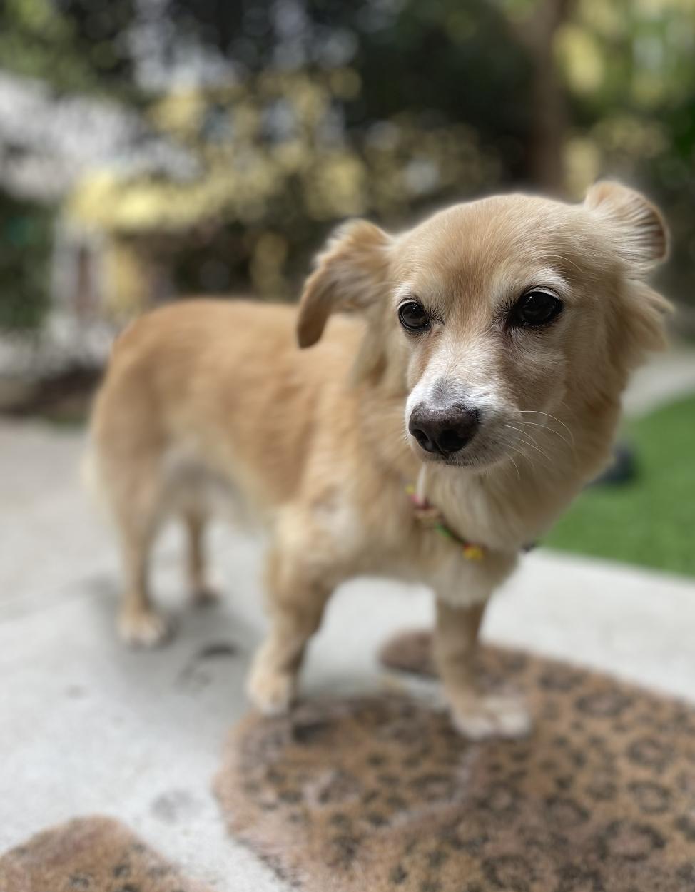 Morty, Adoptable, Senior Male Cocker Spaniel.
