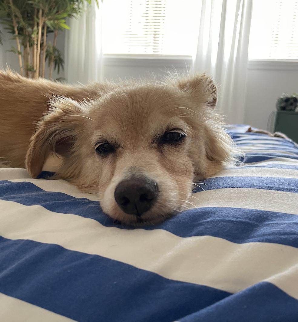 Morty, a Adoptable mixed breed in Los Angeles, CA image 5/5