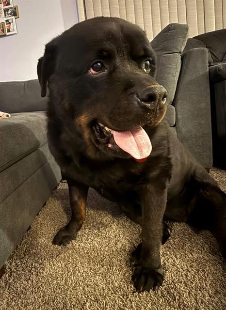 DANDYLION, Adoptable, Adult Female Rottweiler & Mixed Breed.