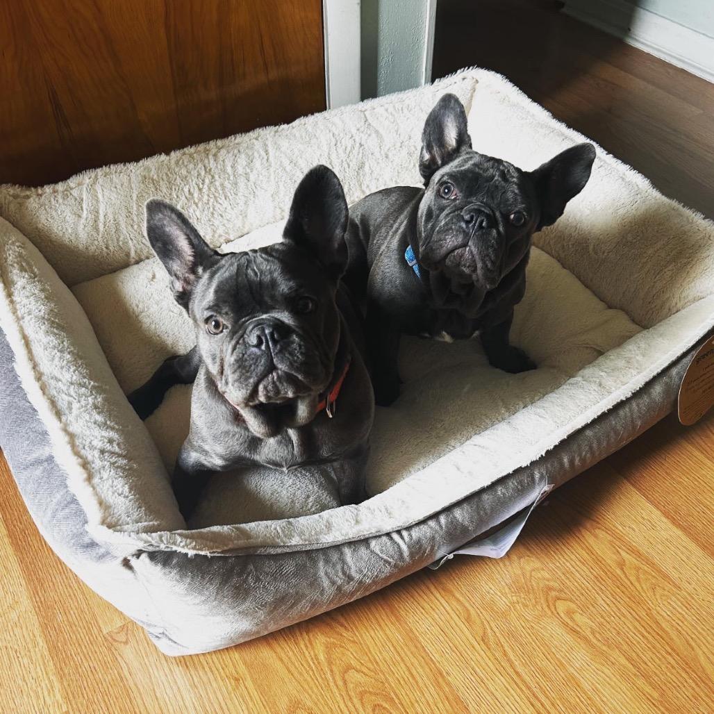Benny, Adoptable, Adult Male French Bulldog.