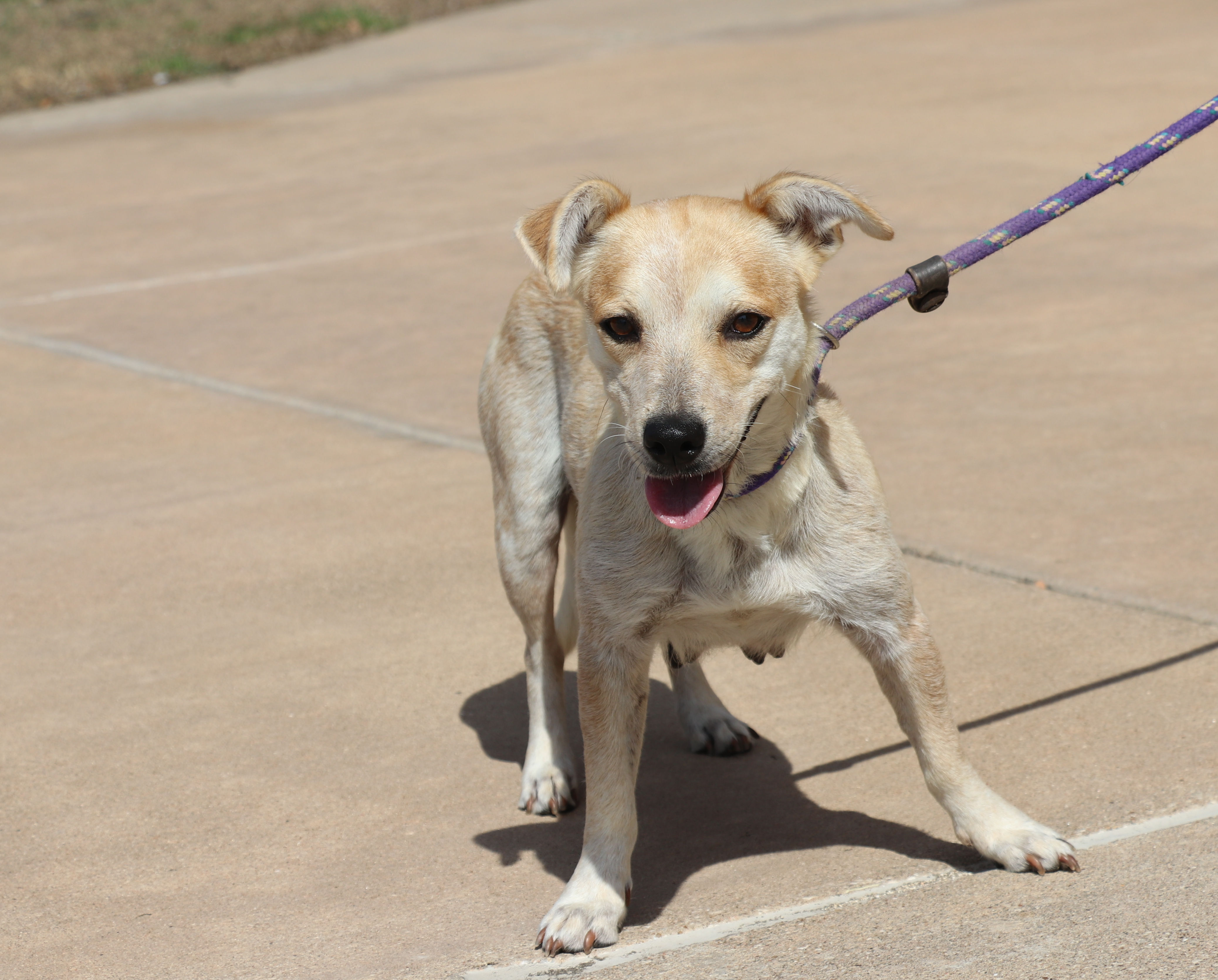 Minerva, Adoptable, Puppy Female Mixed Breed.