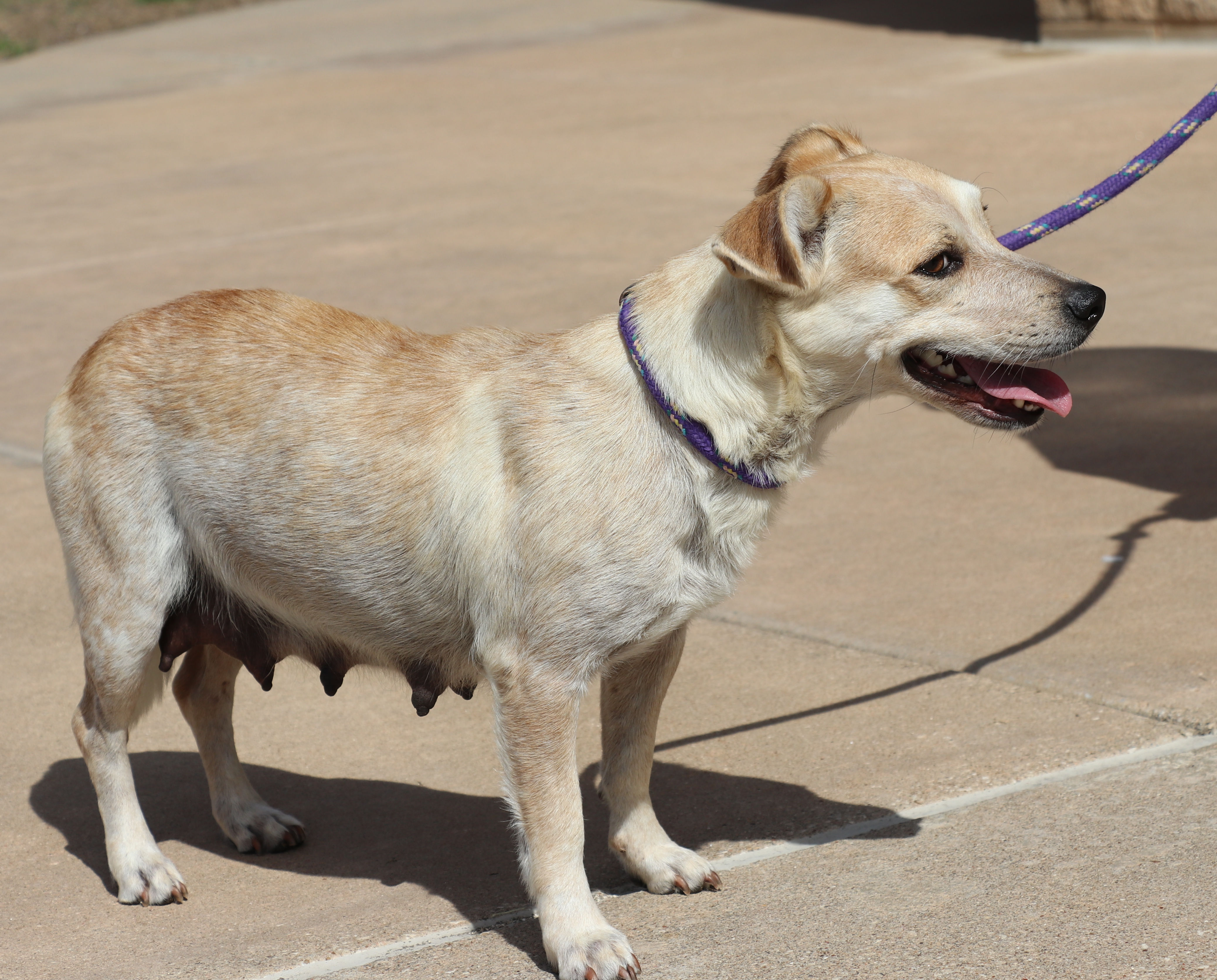 Enlarge Minerva, a Adoptable mixed breed in Pflugerville, TX image 2/12