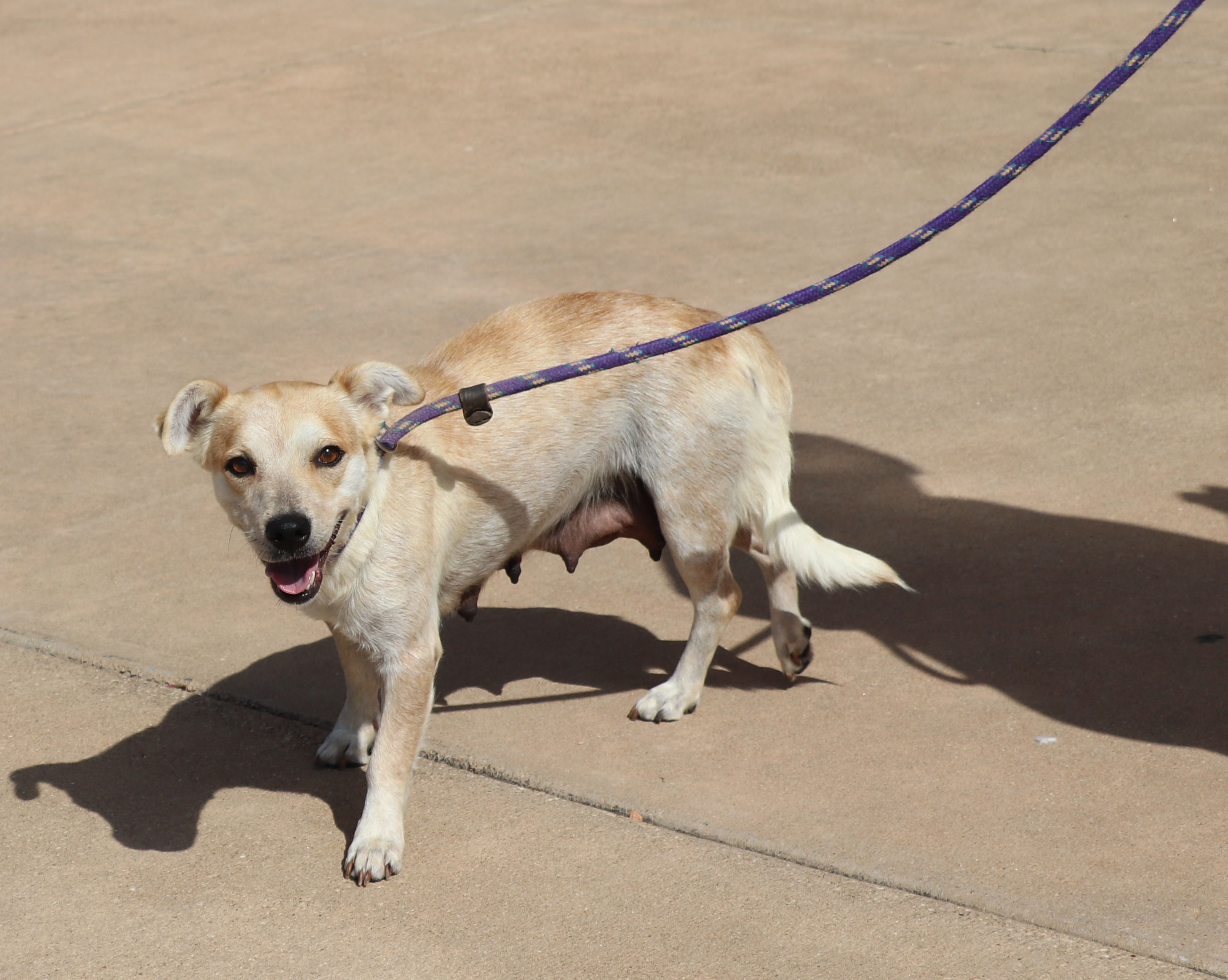 Enlarge Minerva, a Adoptable mixed breed in Pflugerville, TX image 3/12