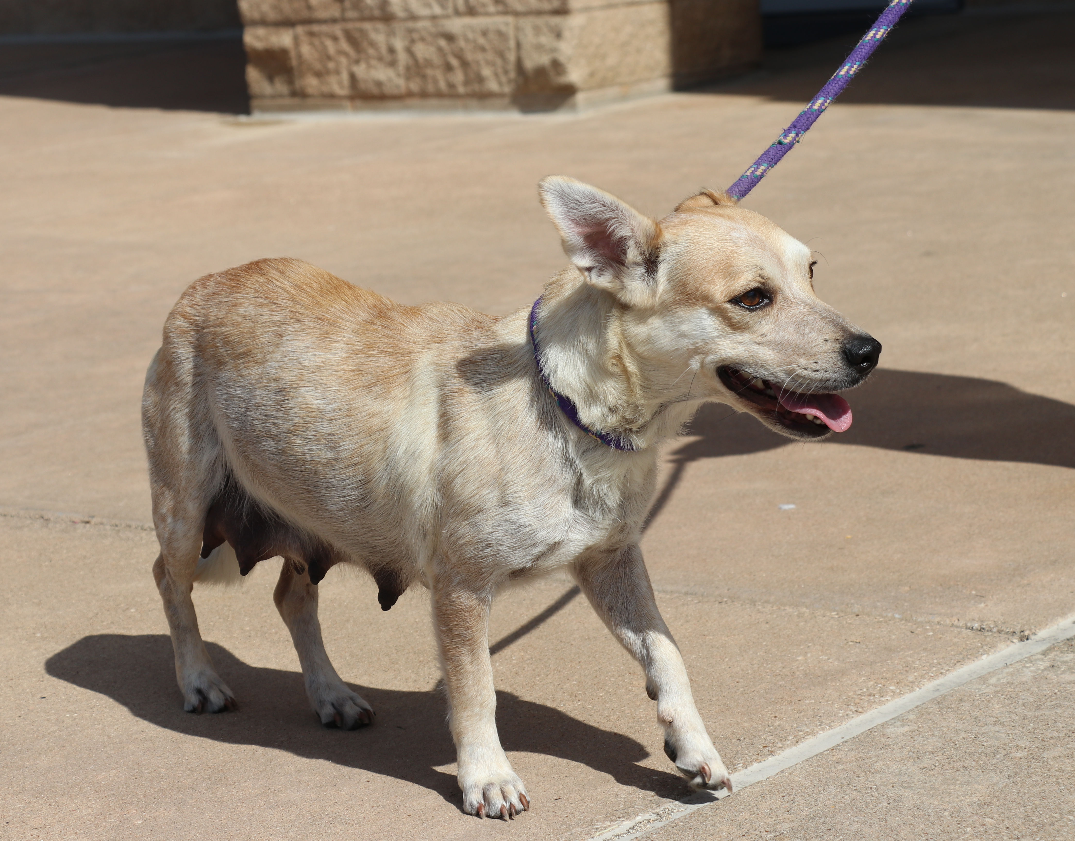 Enlarge Minerva, a Adoptable mixed breed in Pflugerville, TX image 4/12