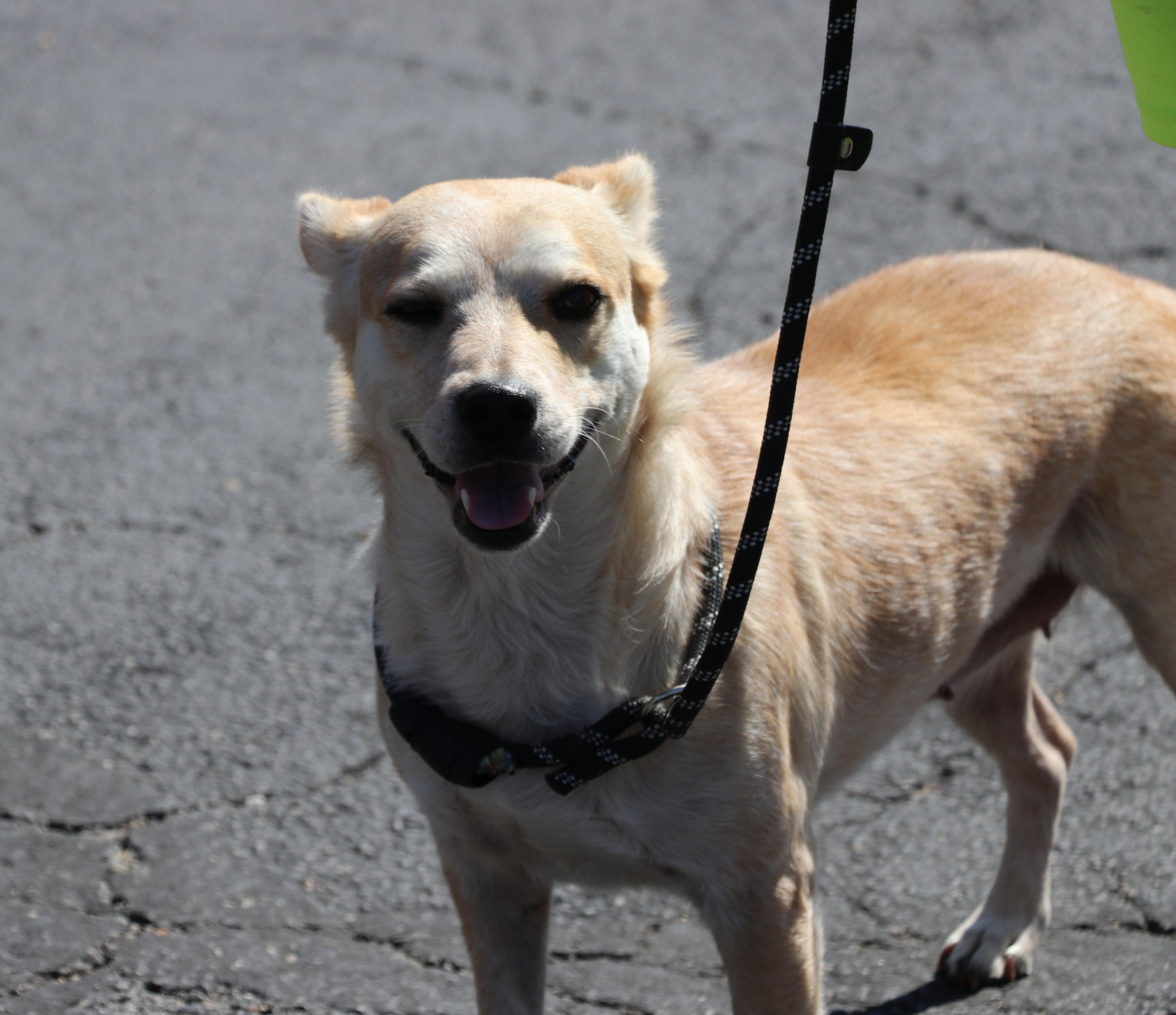 Enlarge Minerva, a Adoptable mixed breed in Pflugerville, TX image 4/6
