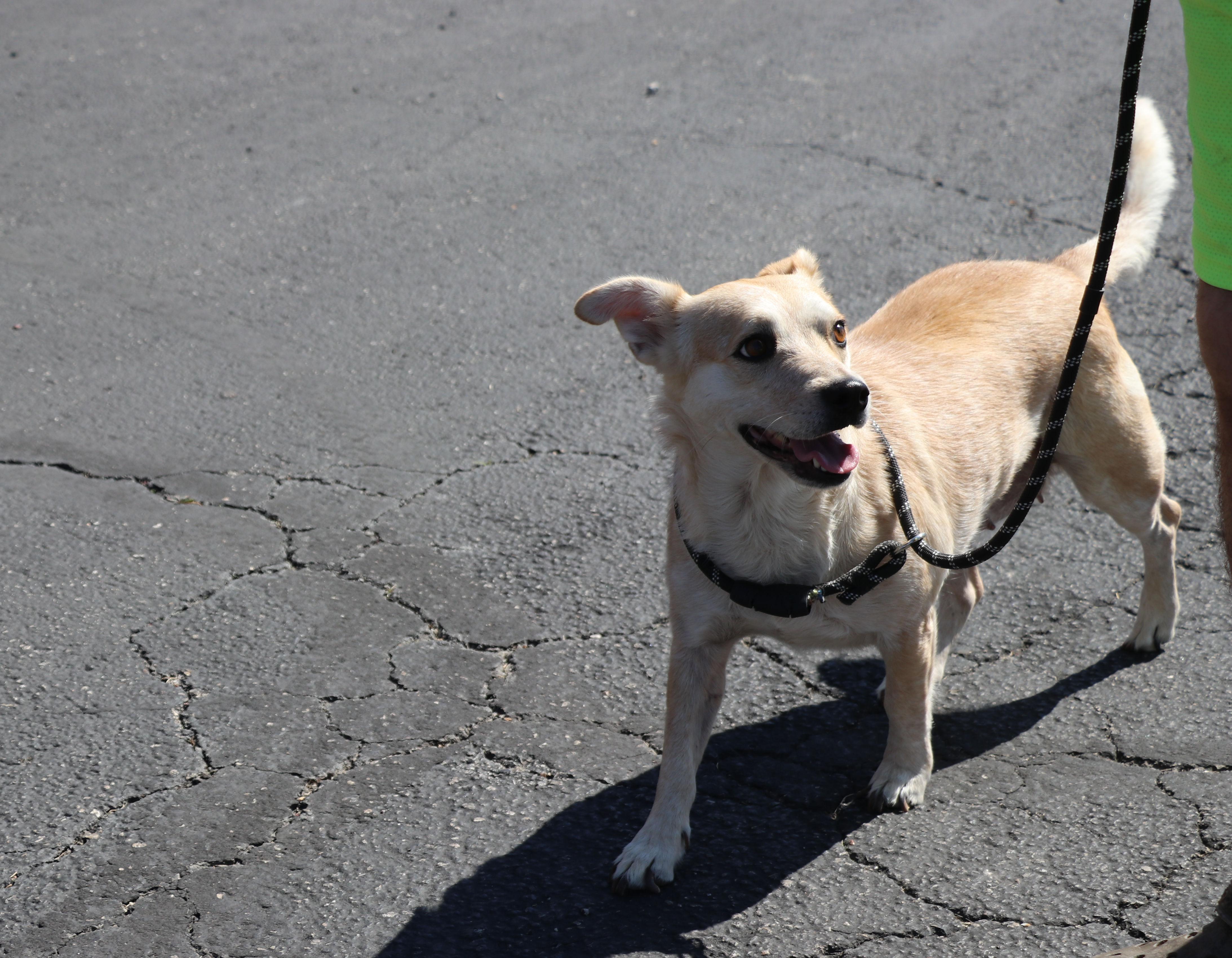Enlarge Minerva, a Adoptable mixed breed in Pflugerville, TX image 6/6