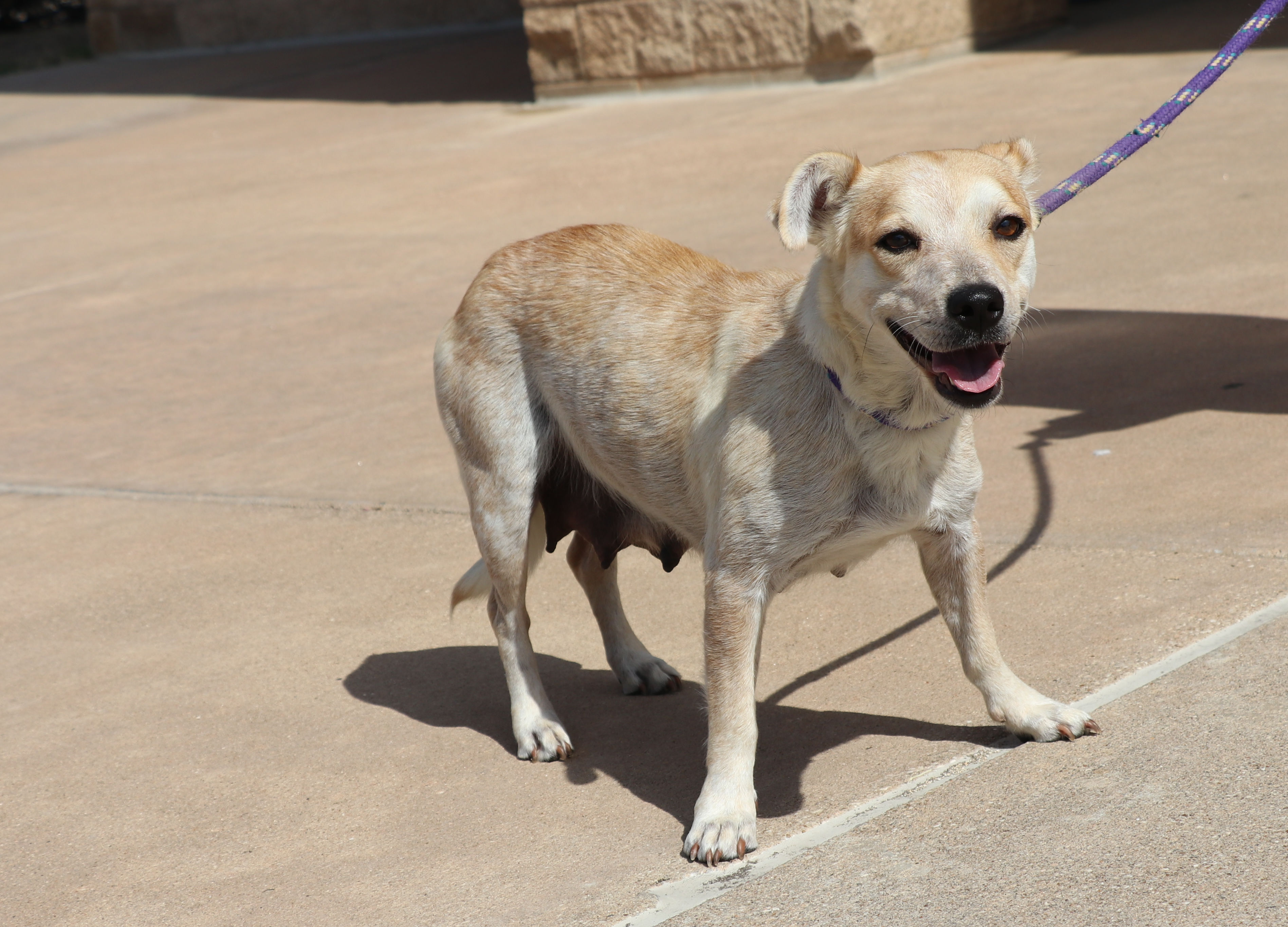 Enlarge Minerva, a Adoptable mixed breed in Pflugerville, TX image 5/12