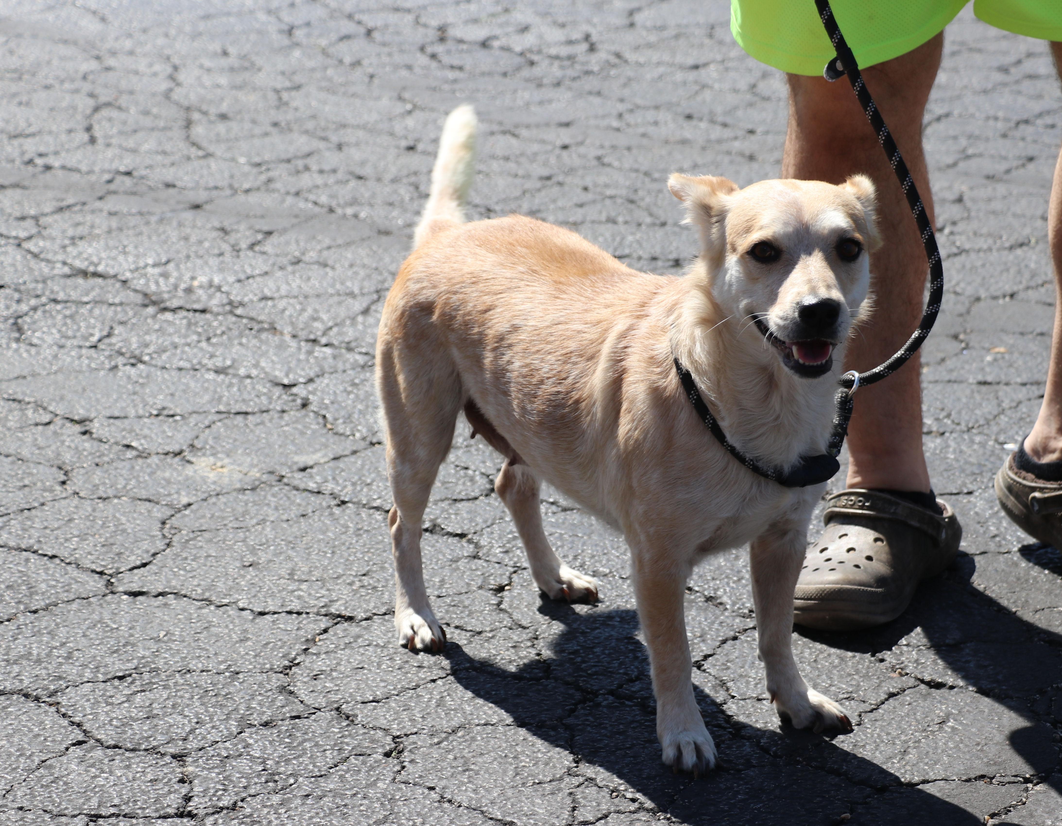 Enlarge Minerva, a Adoptable mixed breed in Pflugerville, TX image 2/6