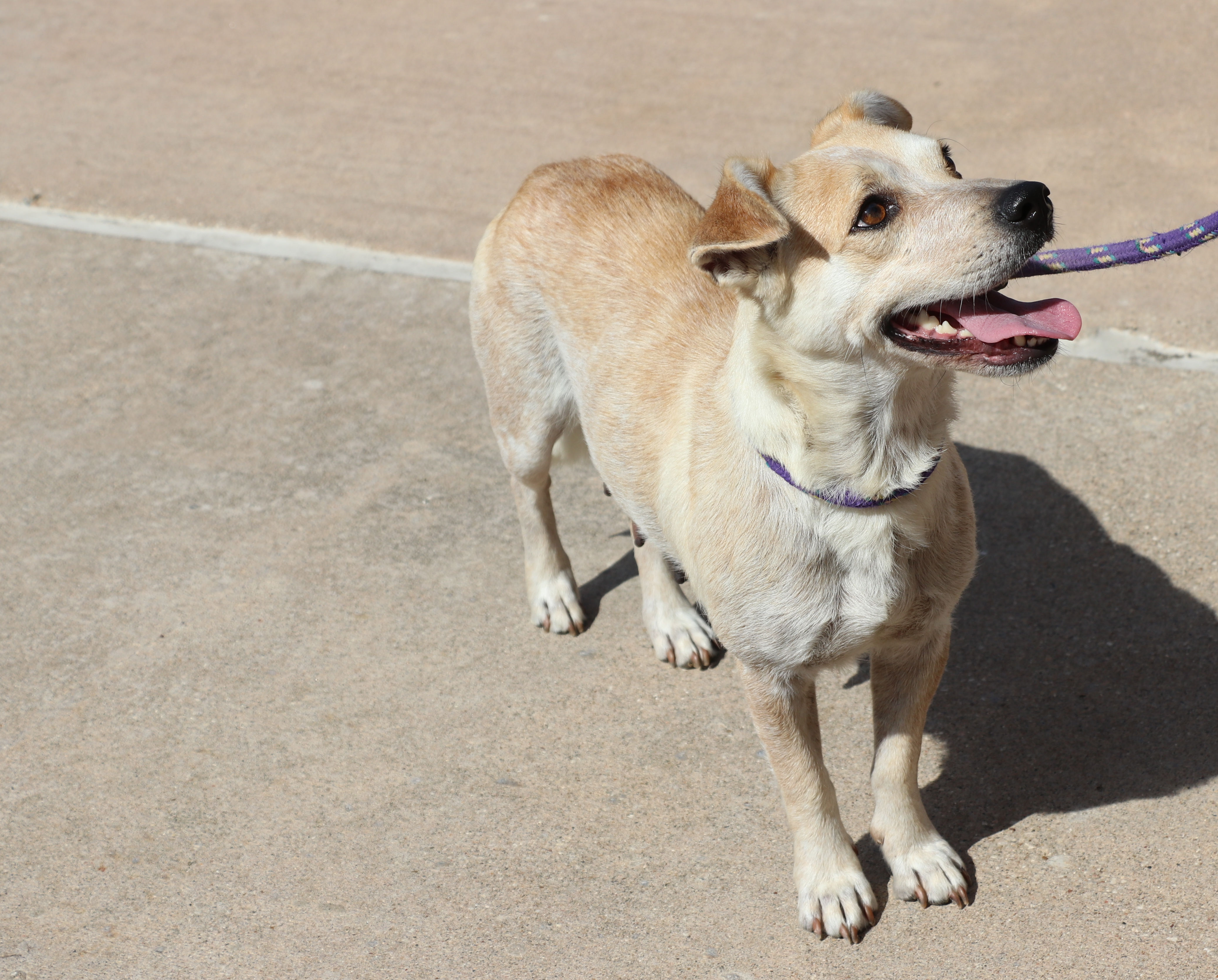 Enlarge Minerva, a Adoptable mixed breed in Pflugerville, TX image 6/12