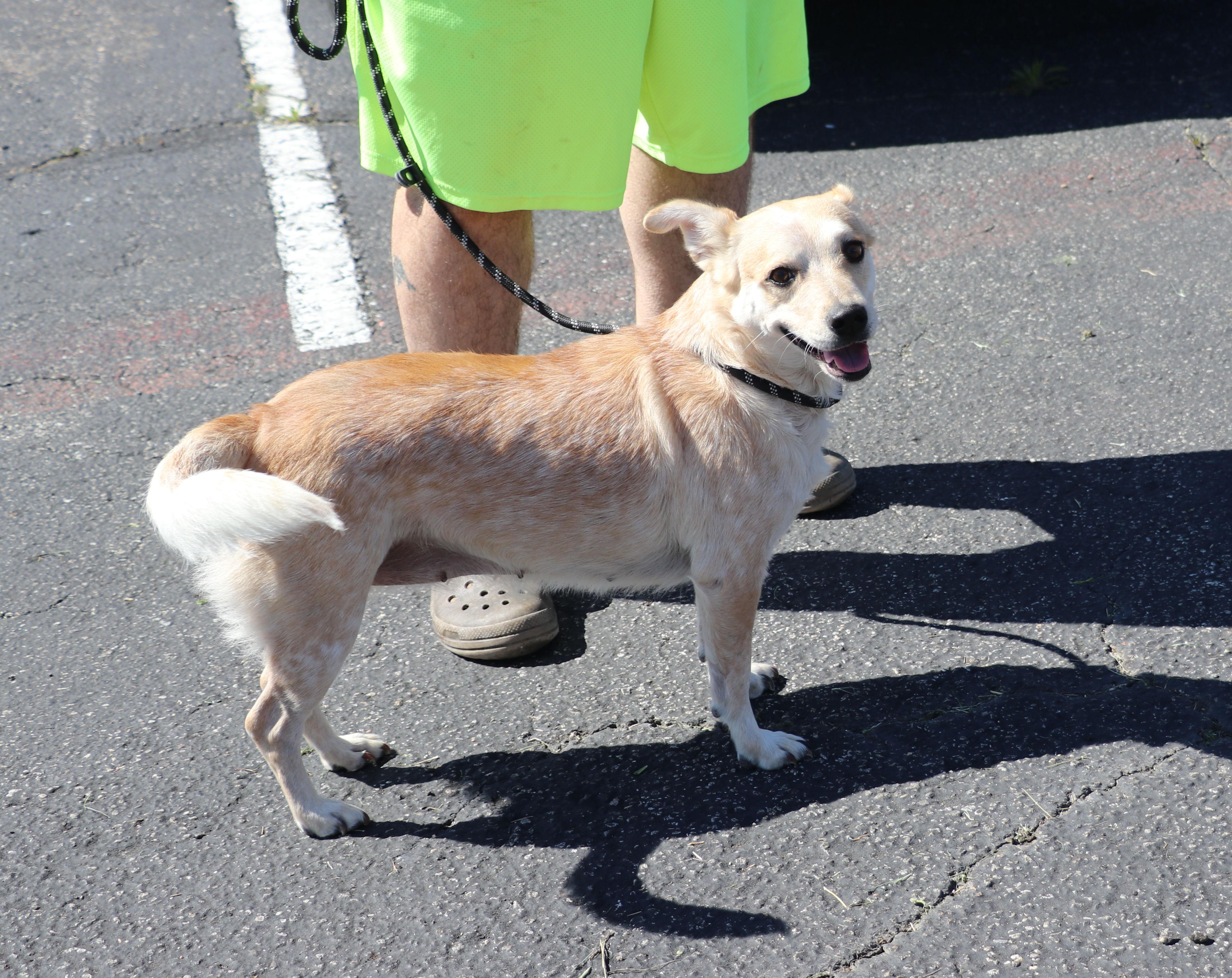 Enlarge Minerva, a Adoptable mixed breed in Pflugerville, TX image 1/6