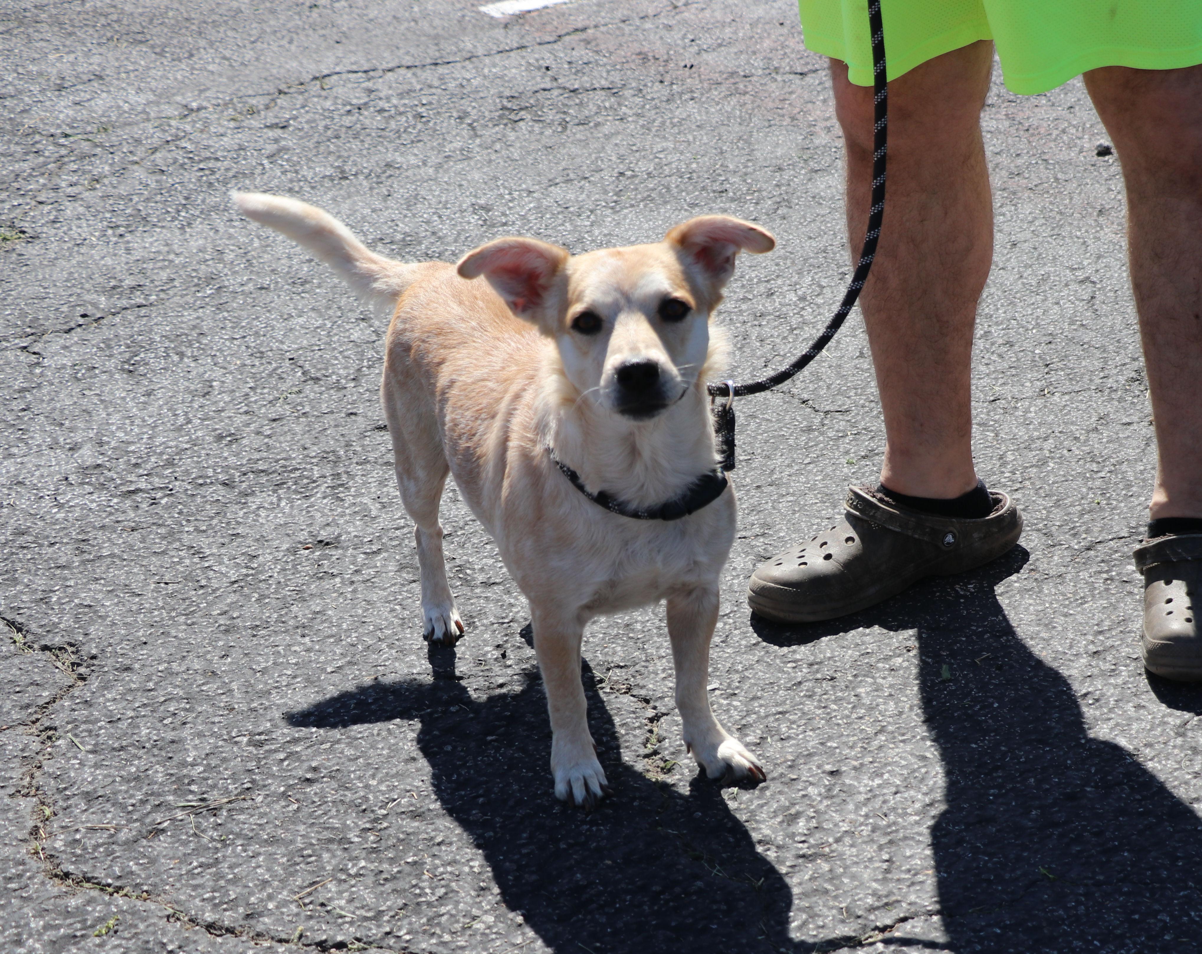Enlarge Minerva, a Adoptable mixed breed in Pflugerville, TX image 5/6