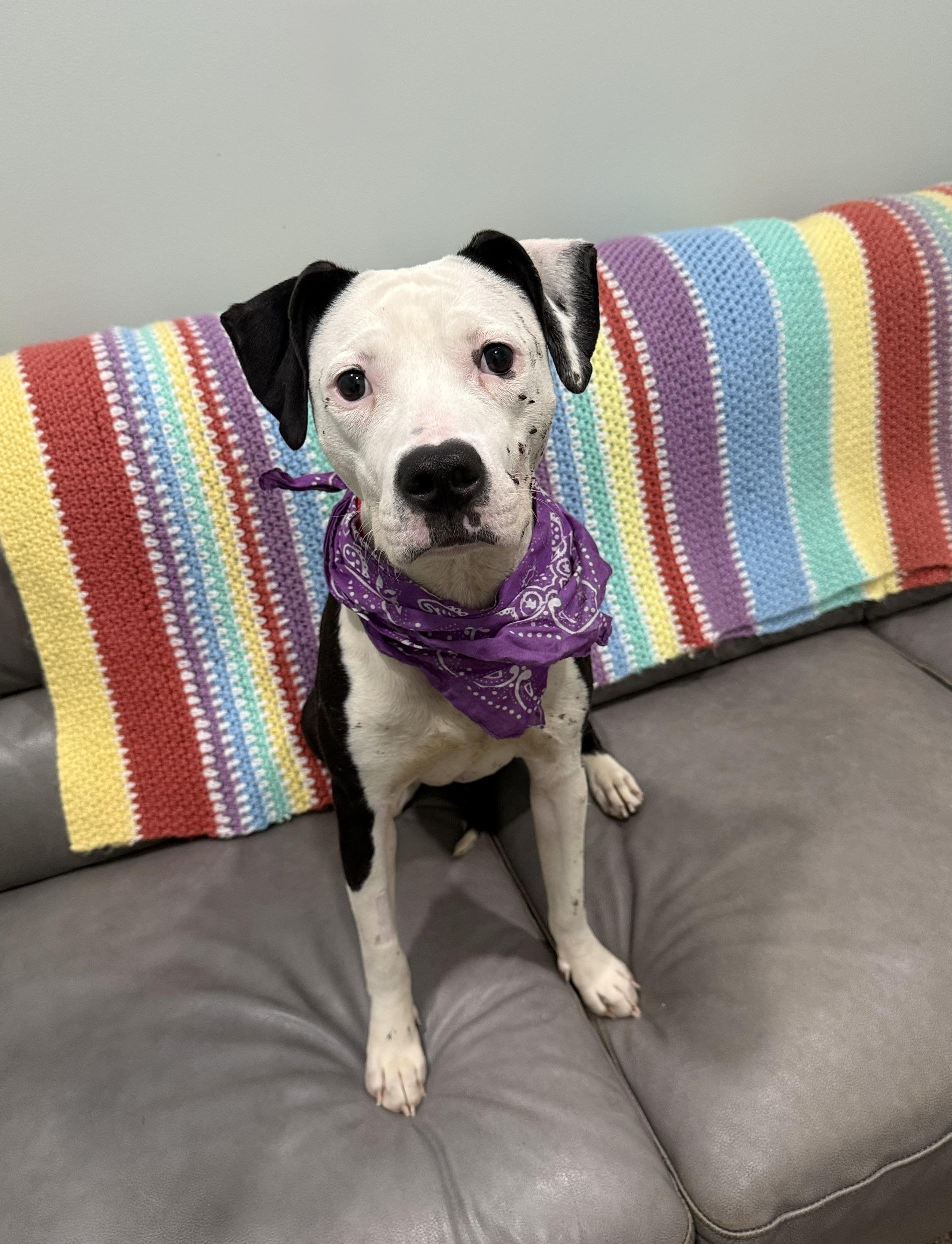 Iris, adopted, Adult Female Mixed Breed.