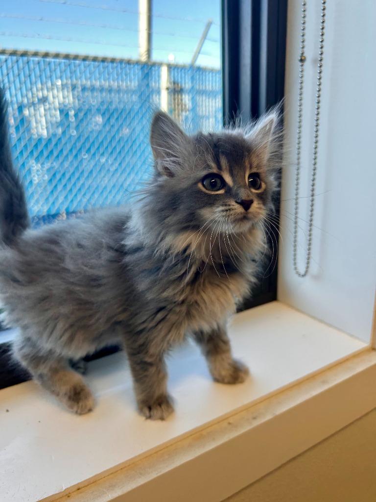 Spinach, Adoptable, Kitten Female Domestic Long Hair.