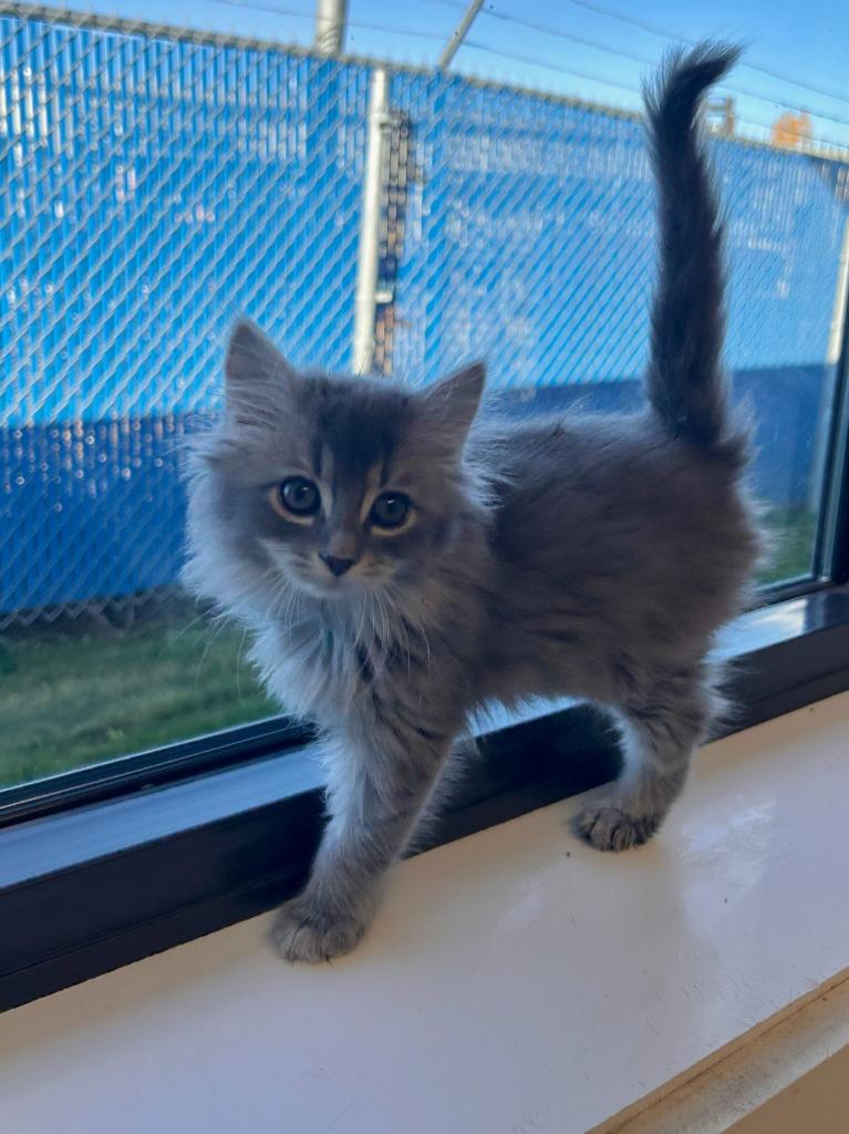 Enlarge Spinach, a Adoptable mixed breed in Minot, ND image 2/3