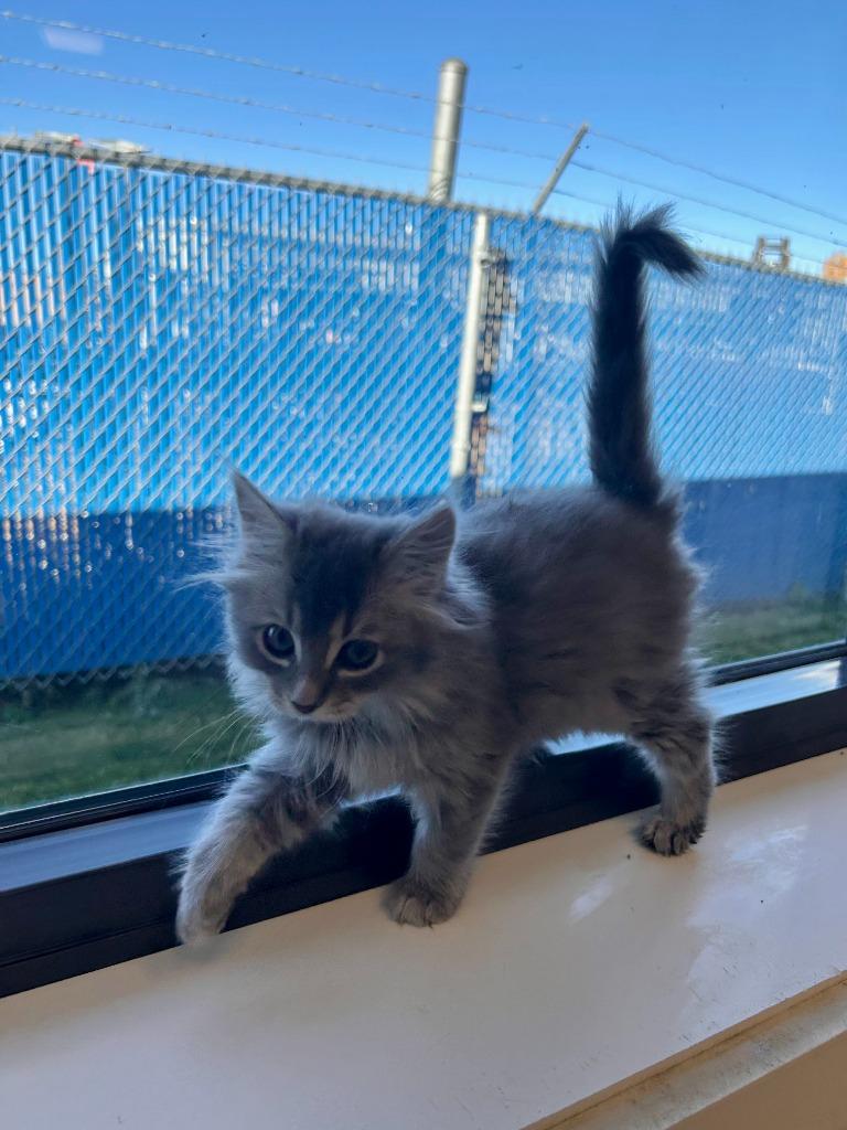 Enlarge Spinach, a Adoptable mixed breed in Minot, ND image 3/3