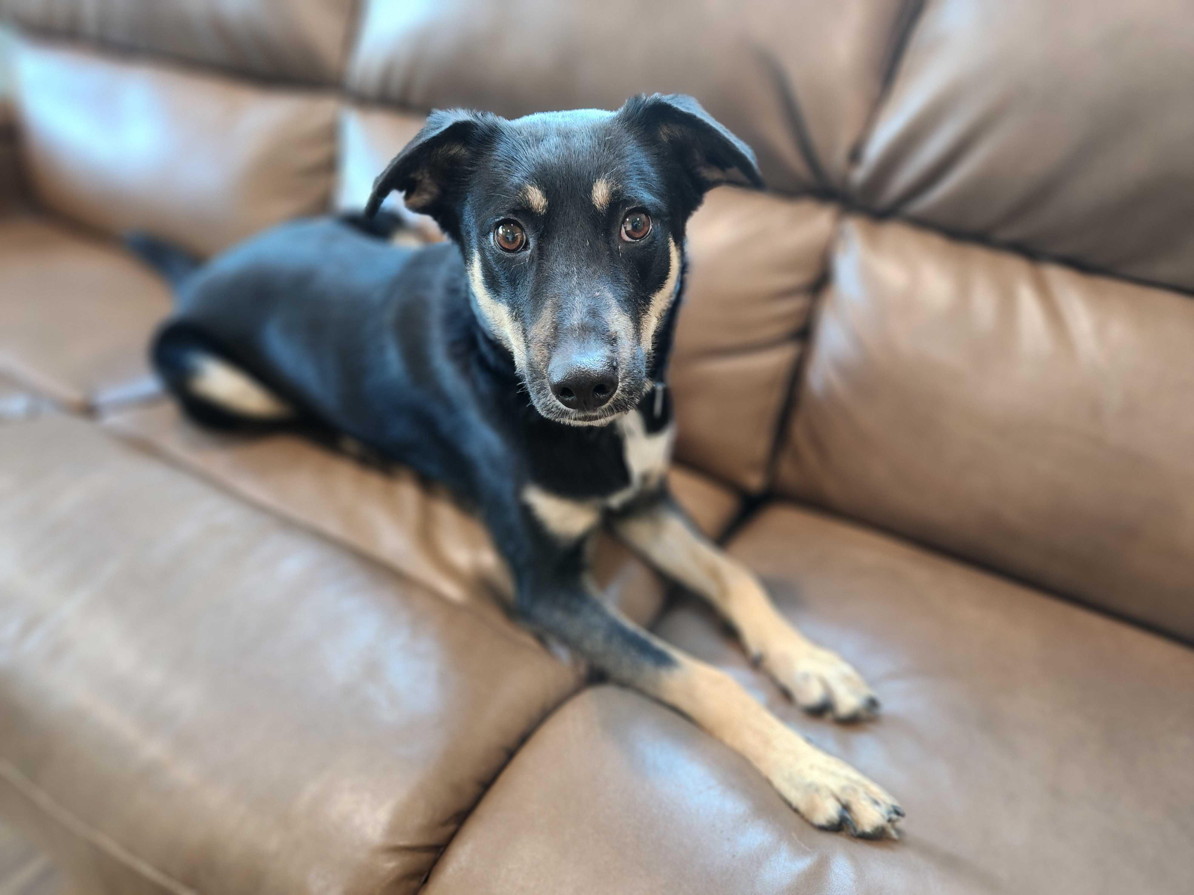 Enlarge John Deere, a Adoptable mixed breed in Albany, NY image 3/6