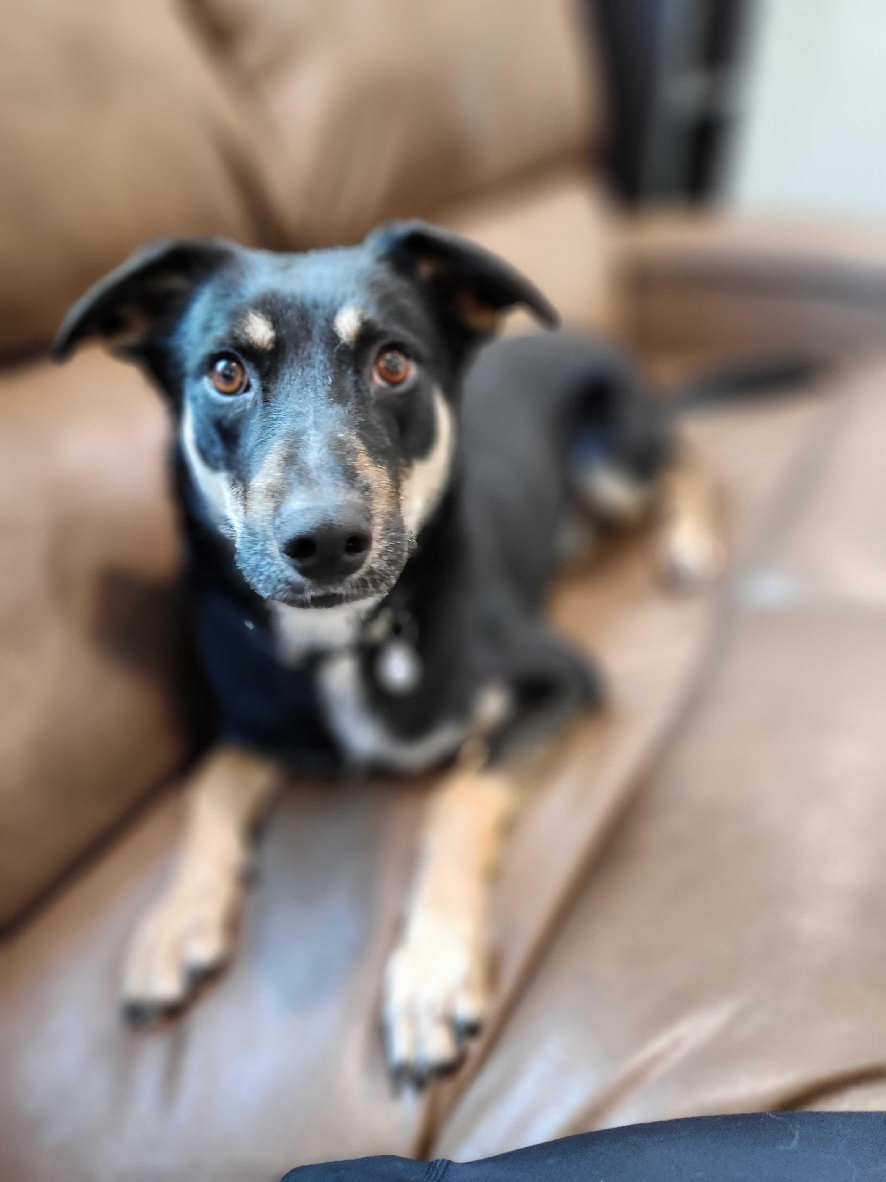 Enlarge John Deere, a Adoptable mixed breed in Albany, NY image 2/6