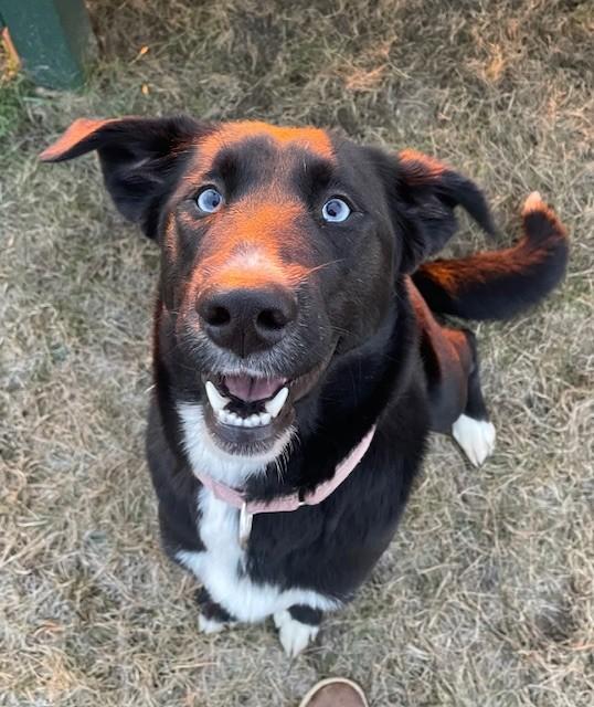 Mel, Adoptable, Young Female Labrador Retriever & Husky.