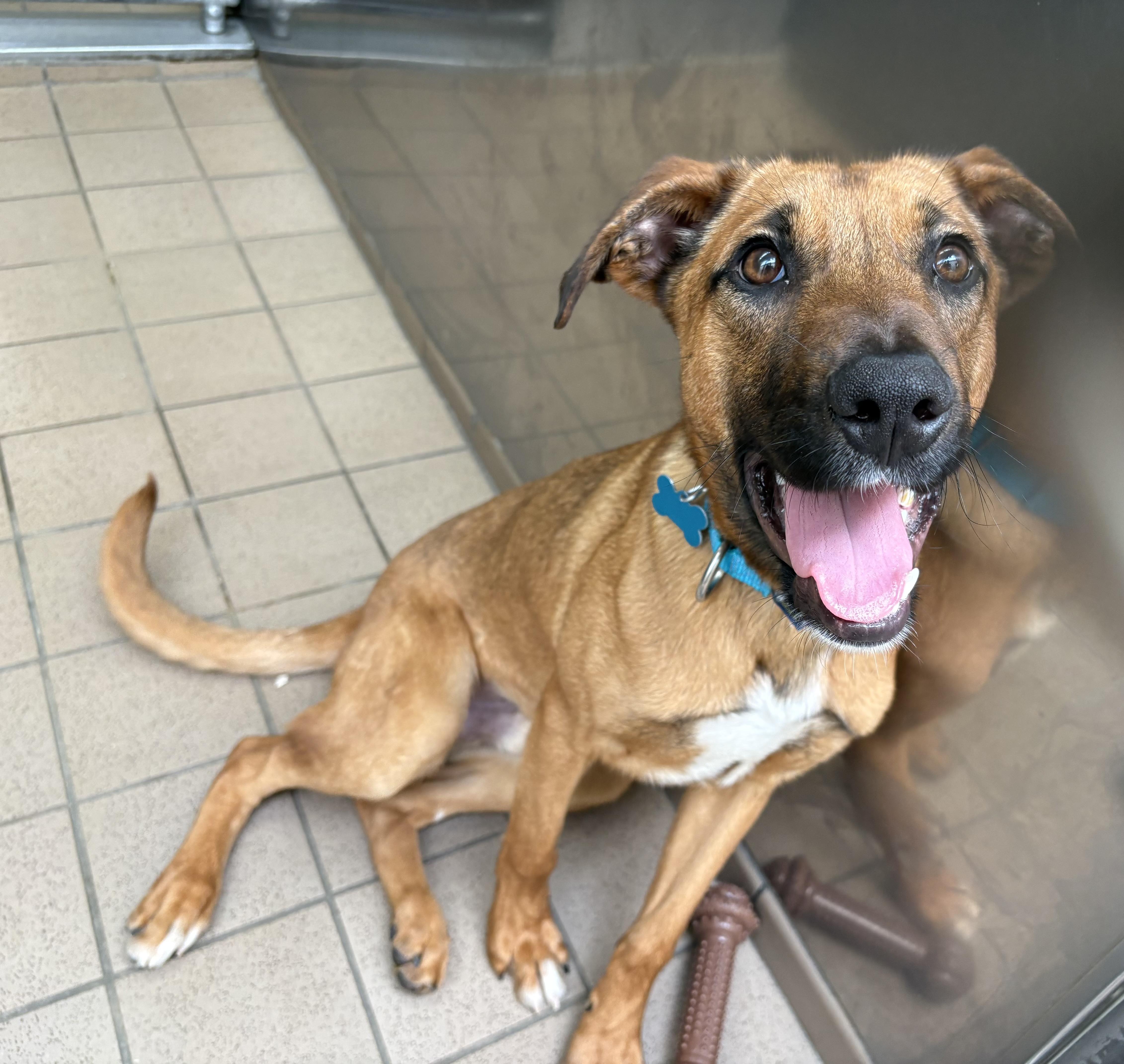 Enlarge Remi, an adopted mixed breed in Wantagh, NY image 1/4