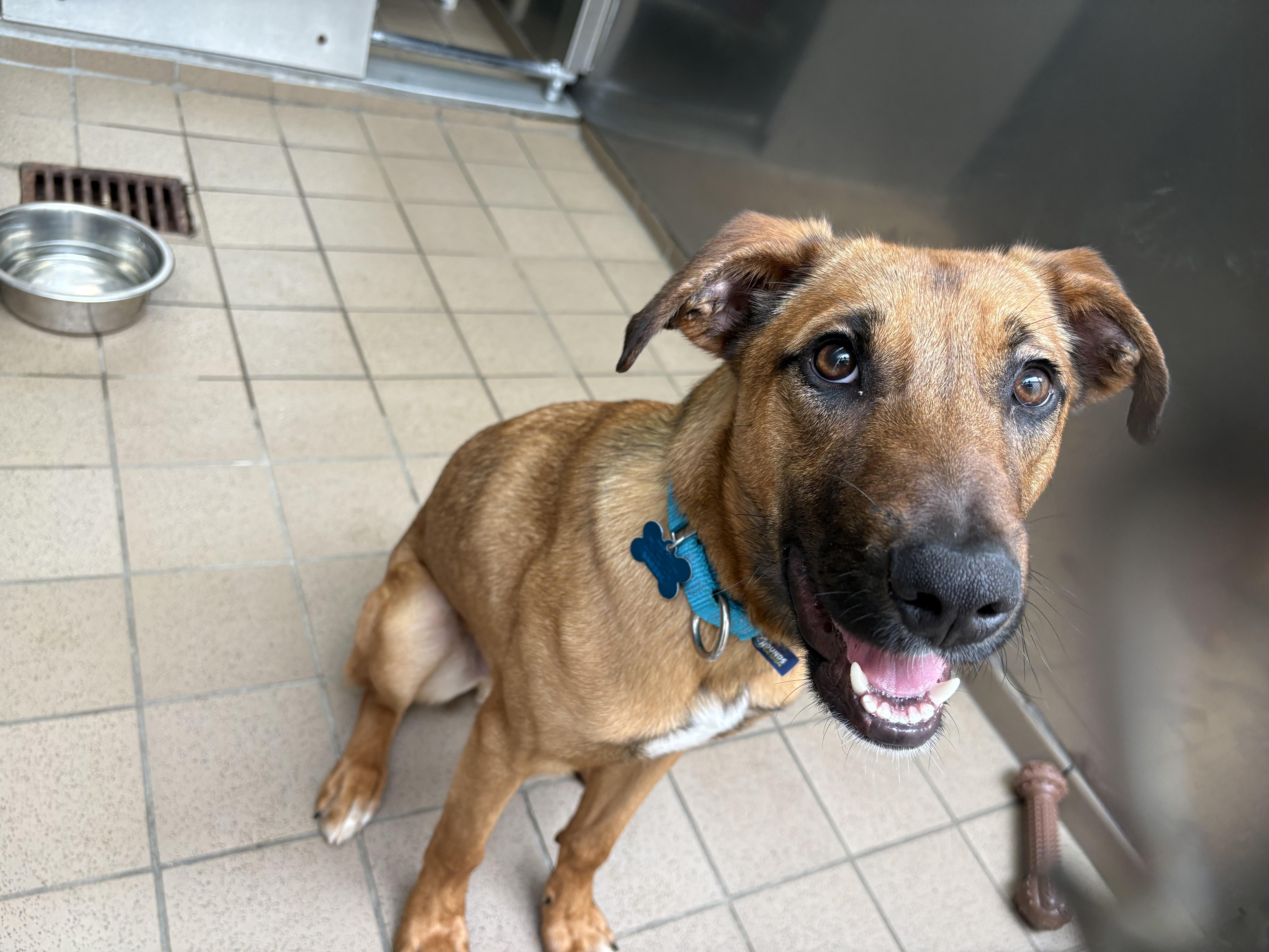 Enlarge Remi, an adopted mixed breed in Wantagh, NY image 3/4