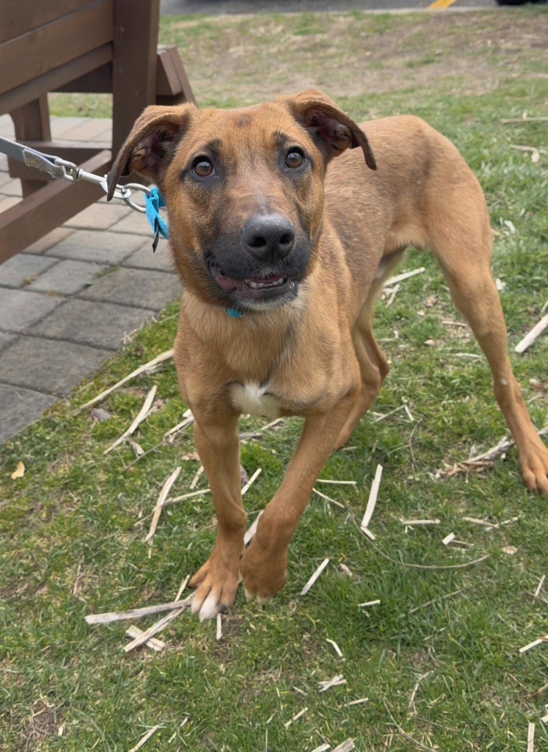 Enlarge Remi, an adopted mixed breed in Wantagh, NY image 2/4