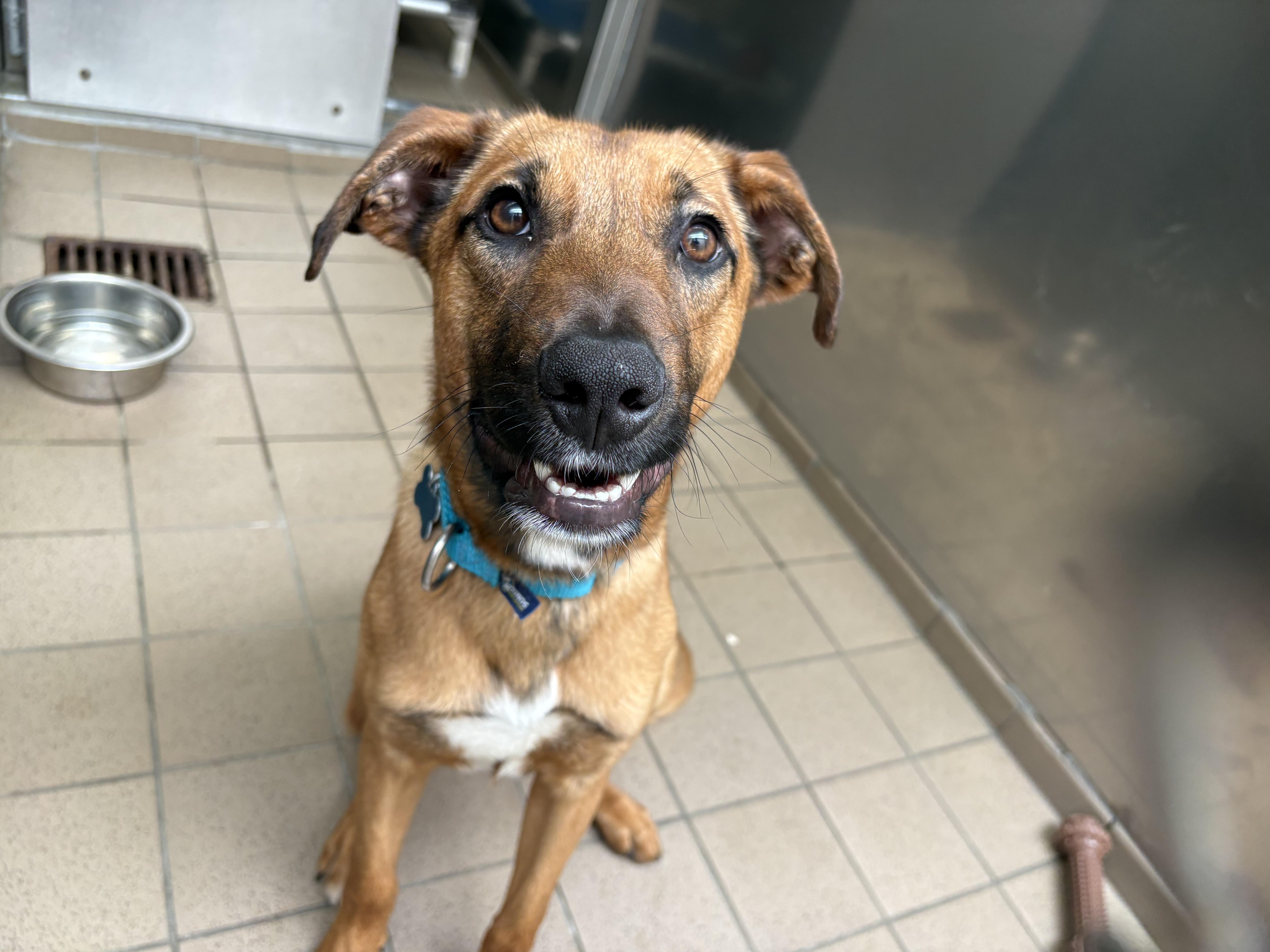 Enlarge Remi, an adopted mixed breed in Wantagh, NY image 4/4