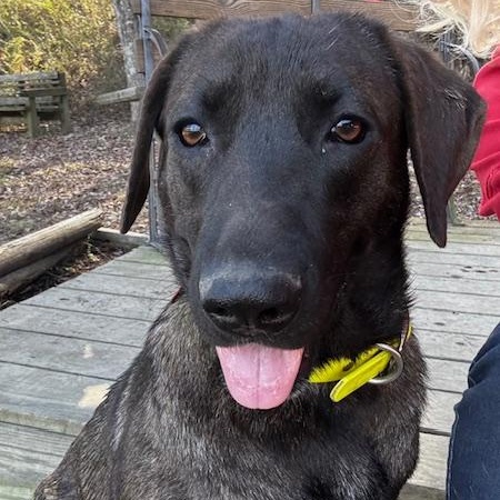 Daisy, Young Female Chocolate Labrador Retriever